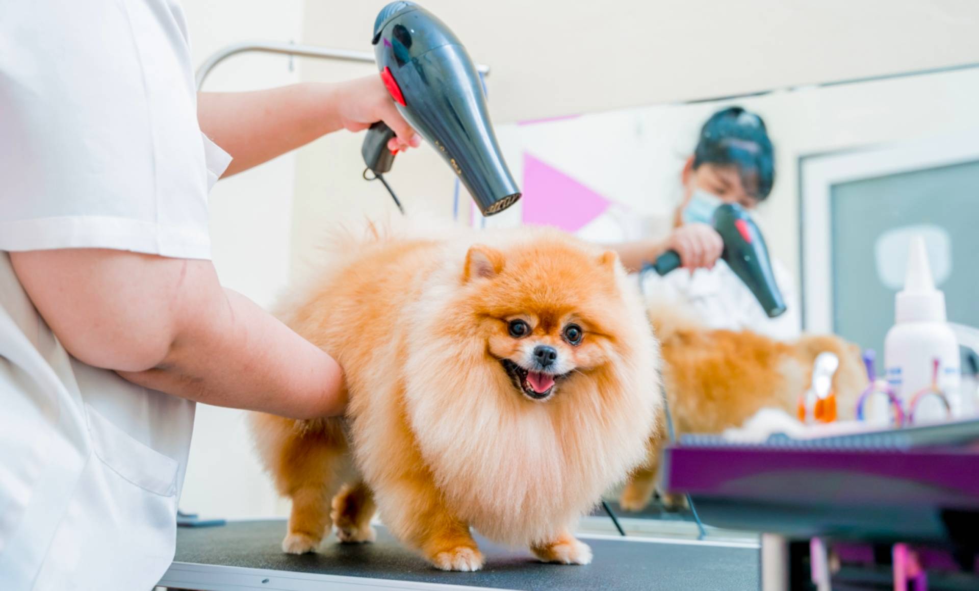 Formarse como peluquero canino de la mano de VetFormación