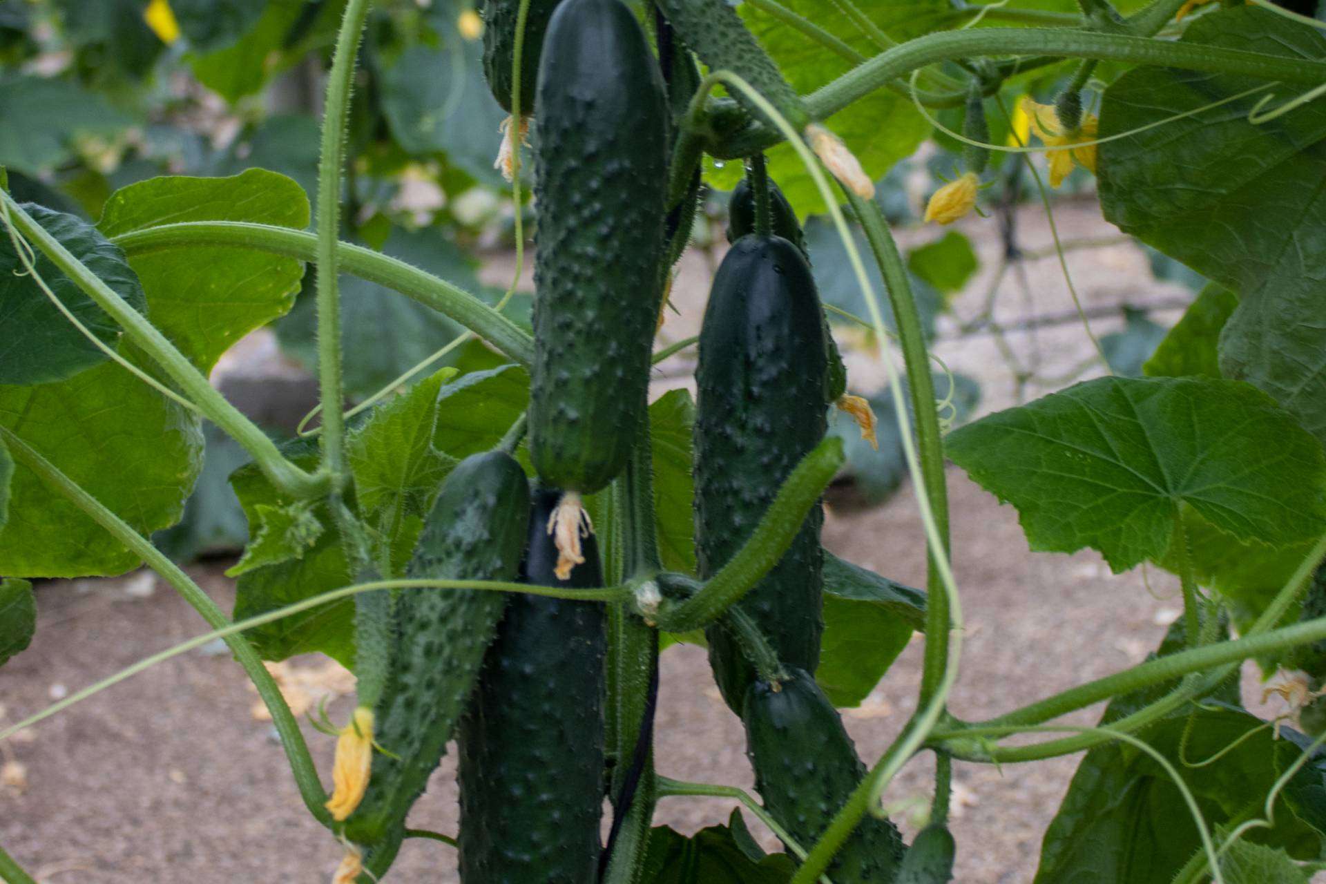 CapGen Seeds experimenta un incremento del 18 % en la producción de sus variedades hortícolas gracias al aumento de las ventas nacionales e internacionales