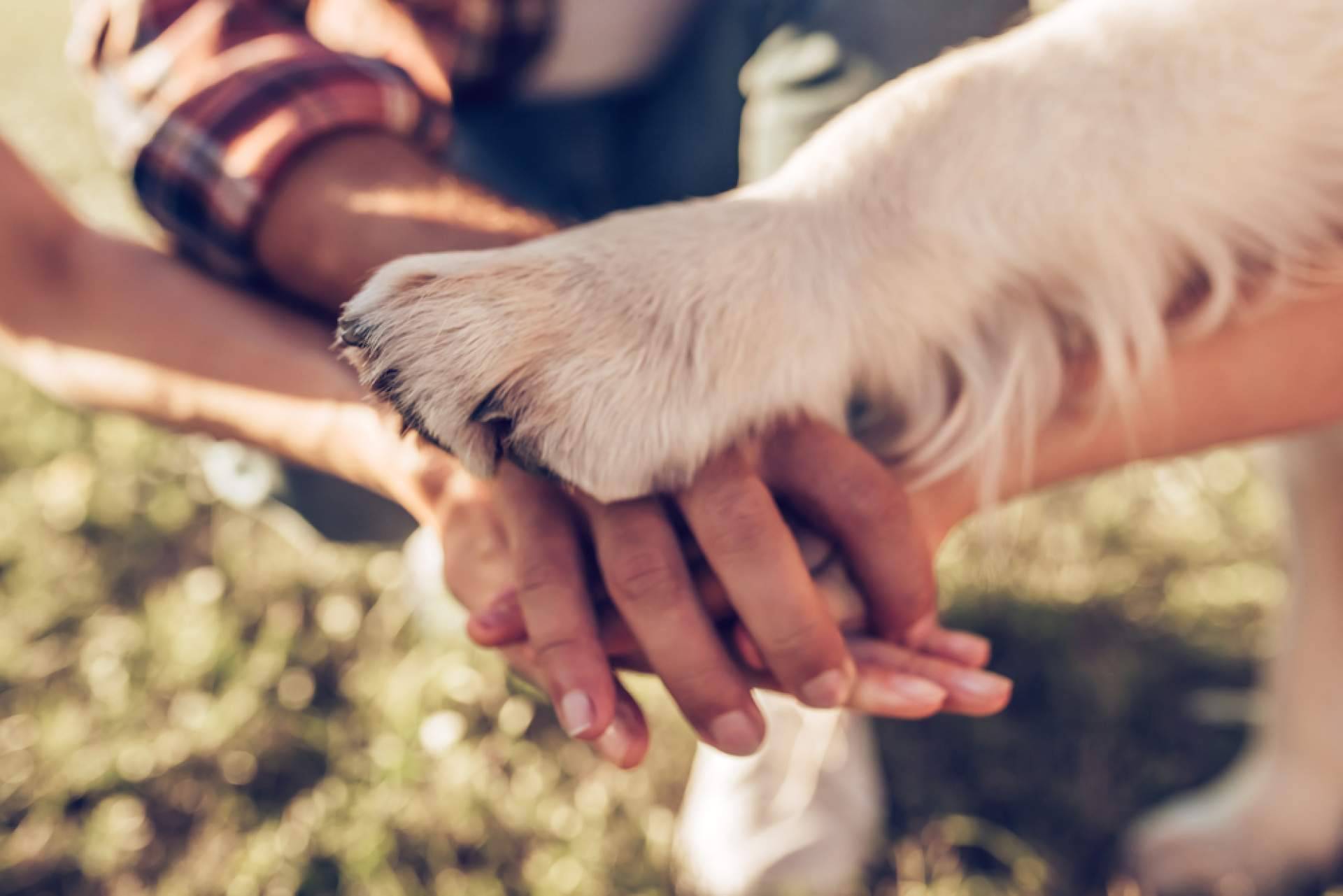 El estrés de las personas se puede contagiar a sus mascotas