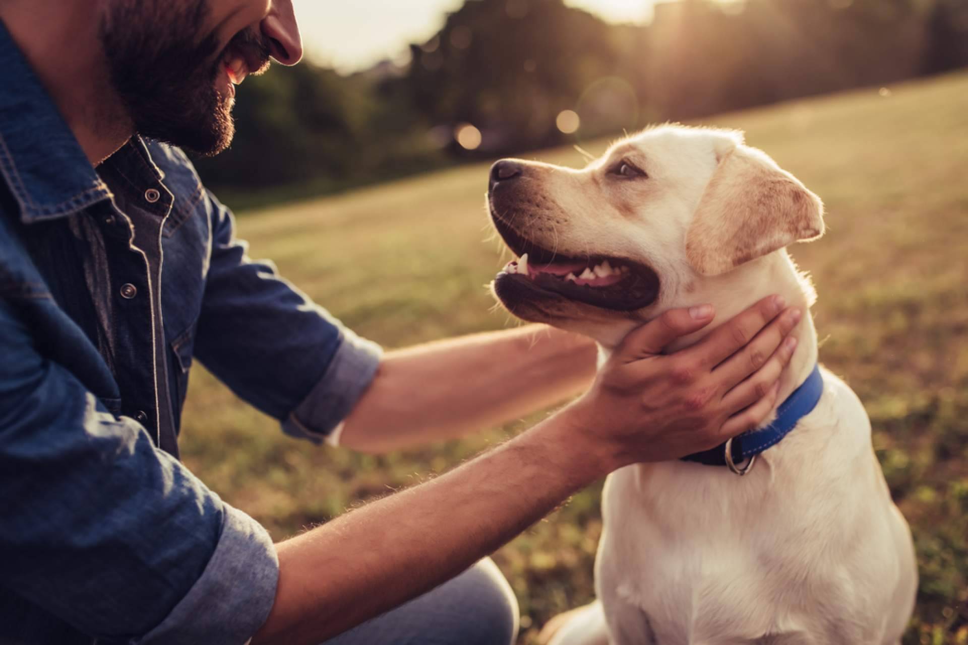 Uno de los buscadores más grandes de protectoras y refugios de animales de España. Cómo brindar apoyo a los animales más necesitados