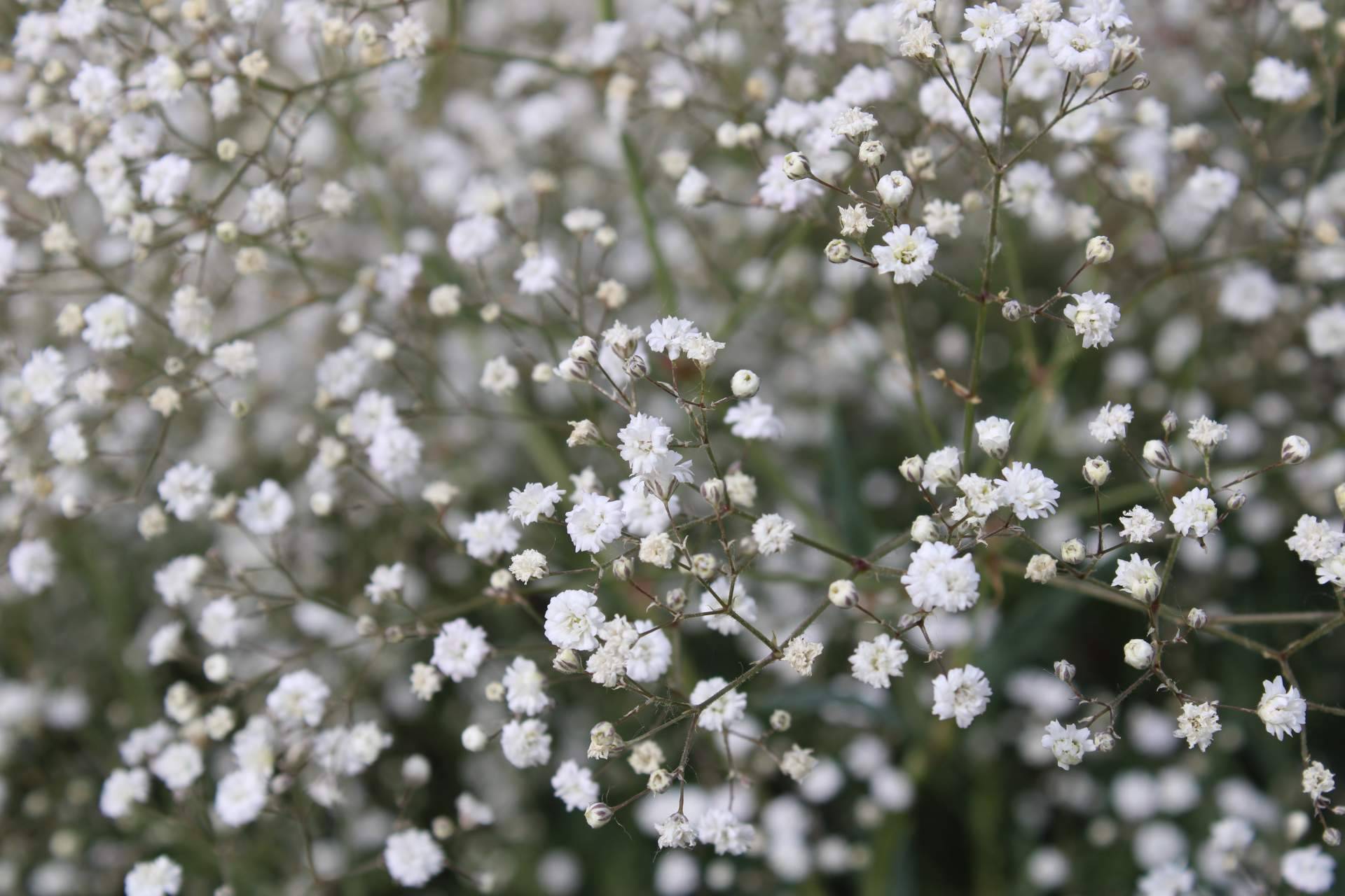 Rosistirem, ¿Por qué la paniculata blanca es una de las flores favoritas?