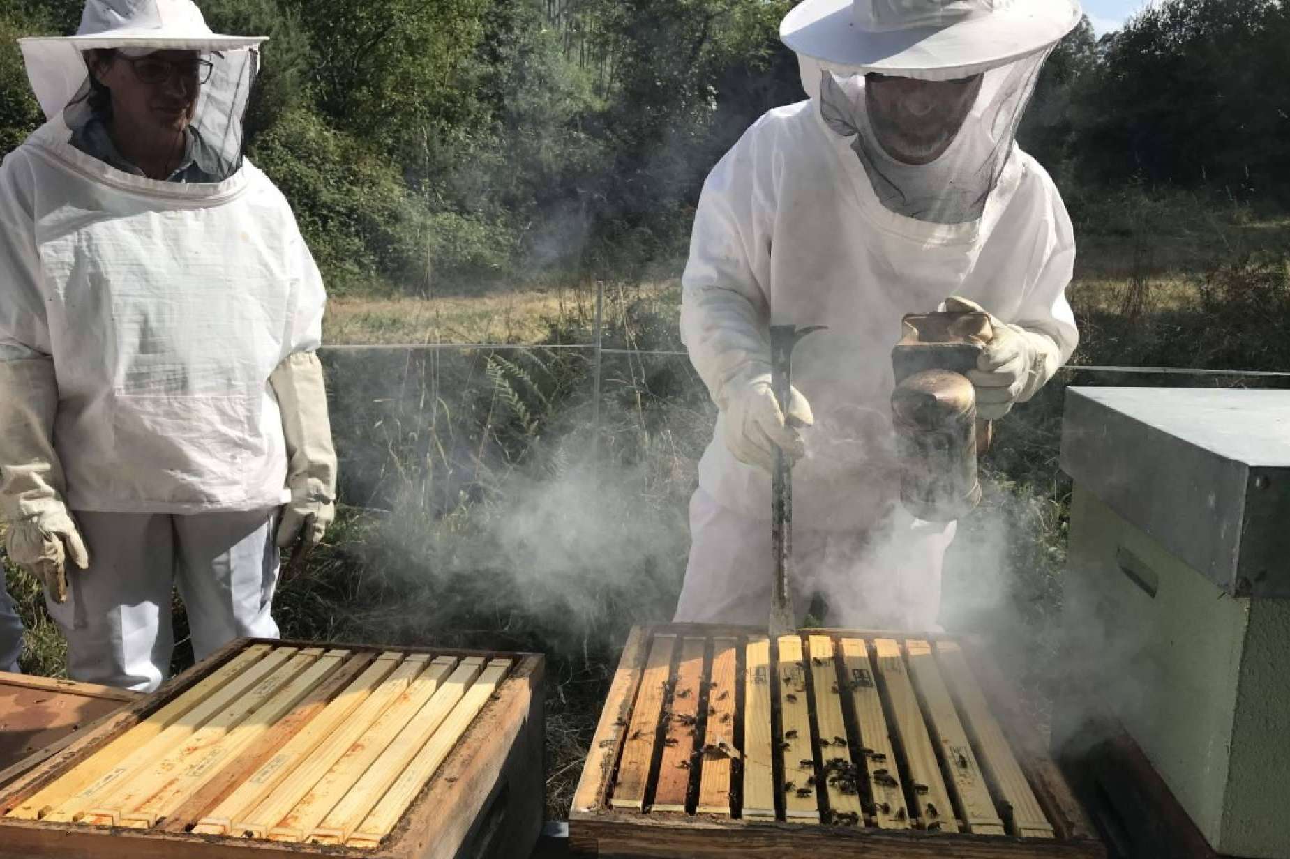 Cursos Apicultura ofrece adentrarse en el mundo de las abejas con sus distintas formaciones