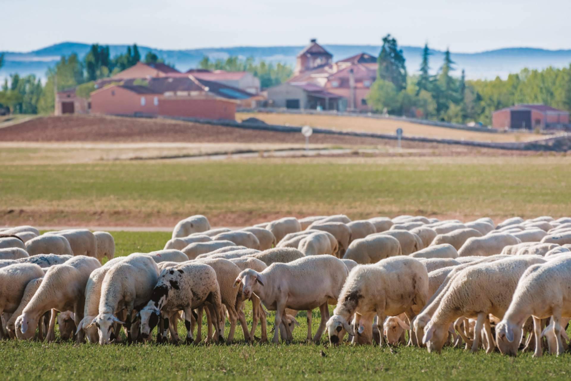 Los beneficios de contar con la plataforma de alimentación animal Afeedme