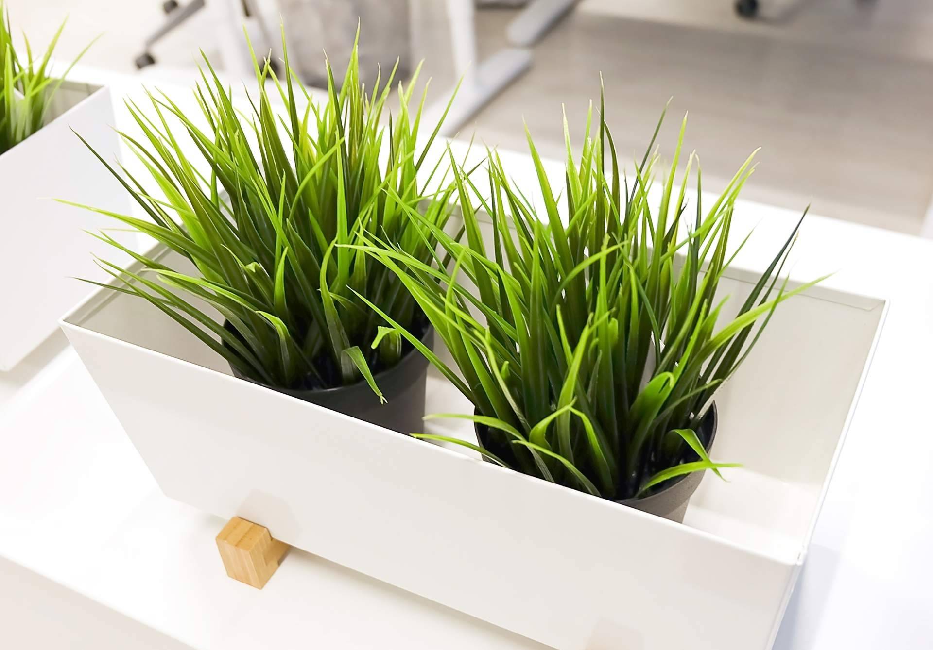 JardínVertical.es comercializa un catálogo con más de 20 opciones en plantas artificiales realistas
