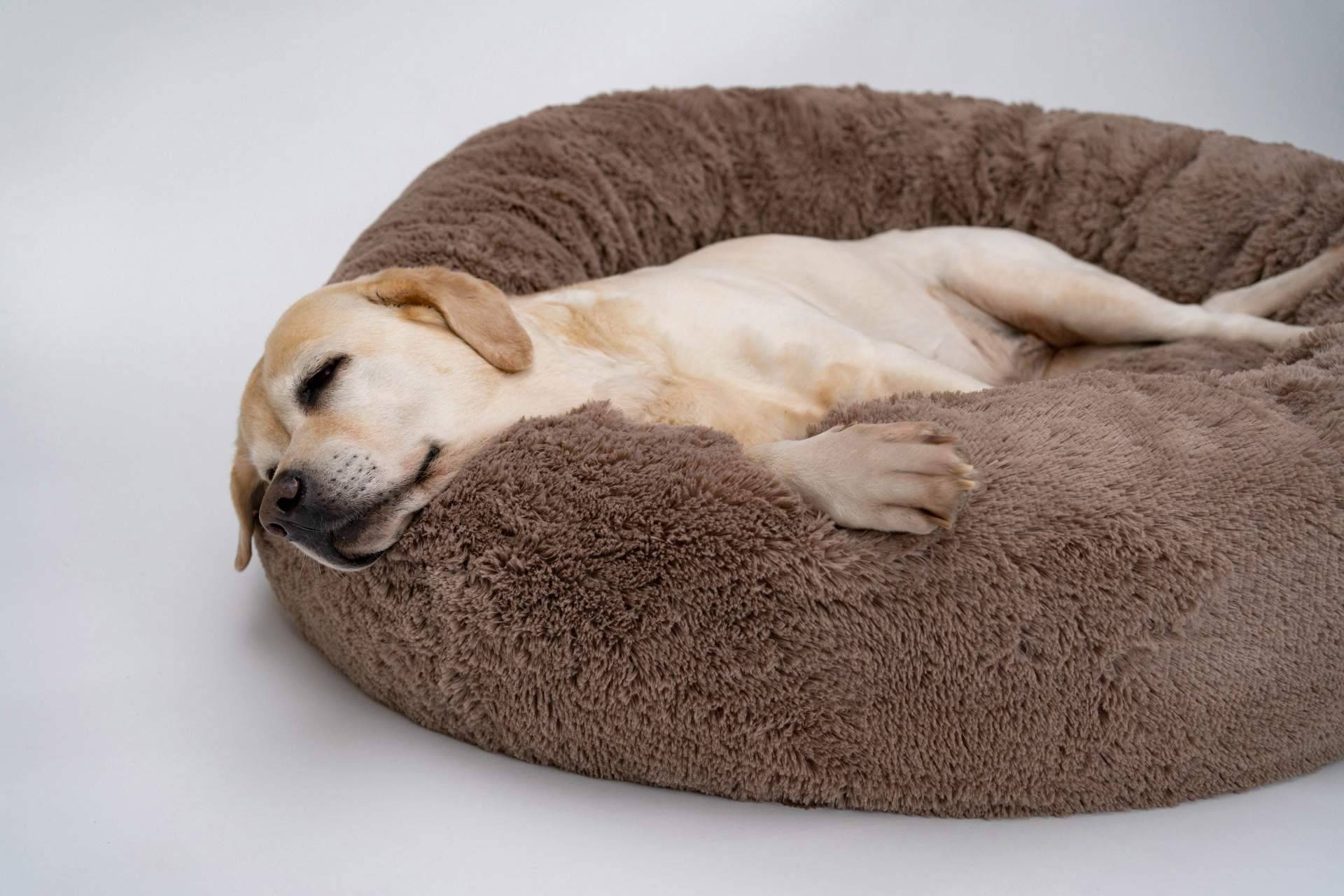 ¿Es recomendable el uso de camas para perros?, por Deluxe13