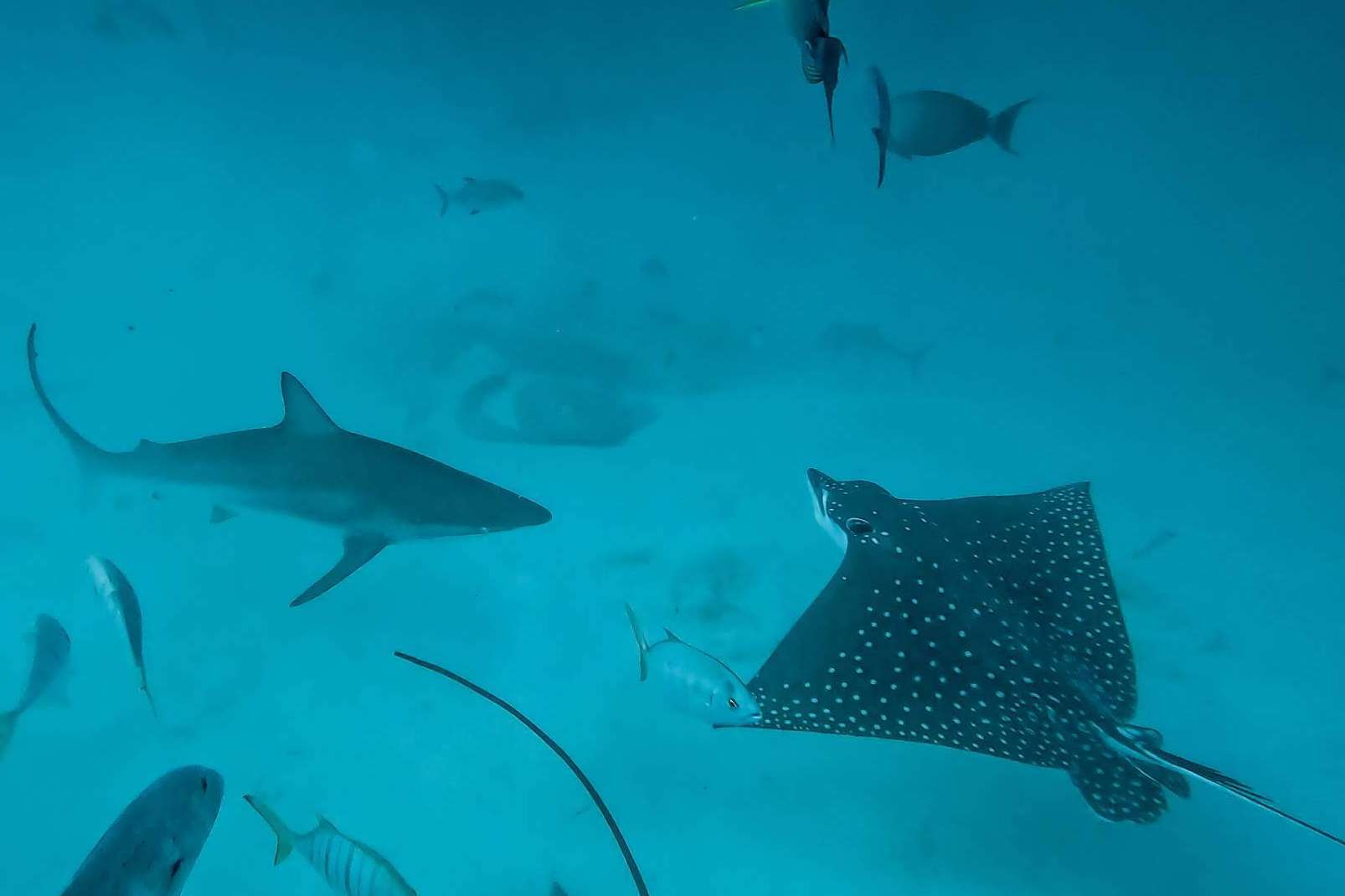 Drop Dive Maldives ofrece descubrir la vida marina de Rasdhoo