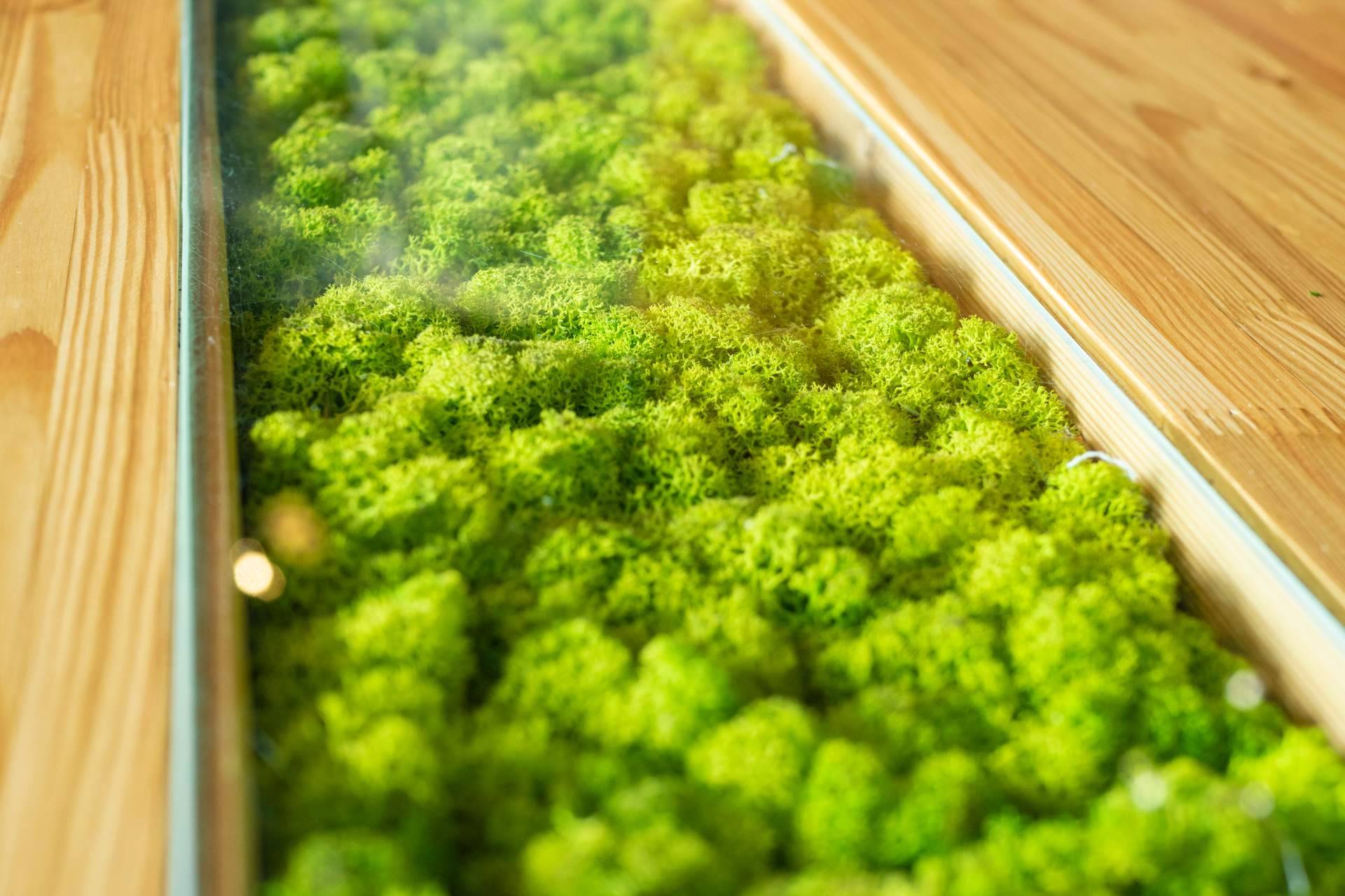 Uno de los productos estrella en JardínVertical.es es el musgo artificial