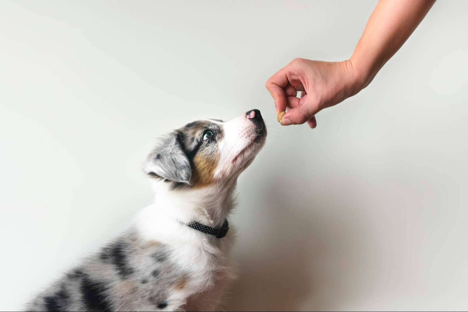 Centro Veterinario El Nido, el centro veterinario en Parla que prioriza el bienestar de las mascotas
