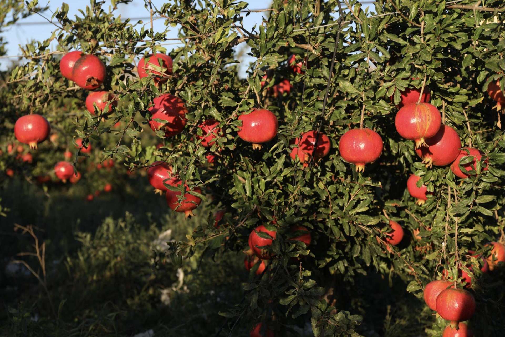 Granalma pone a disposición granadas ecológicas y biodinámicas online