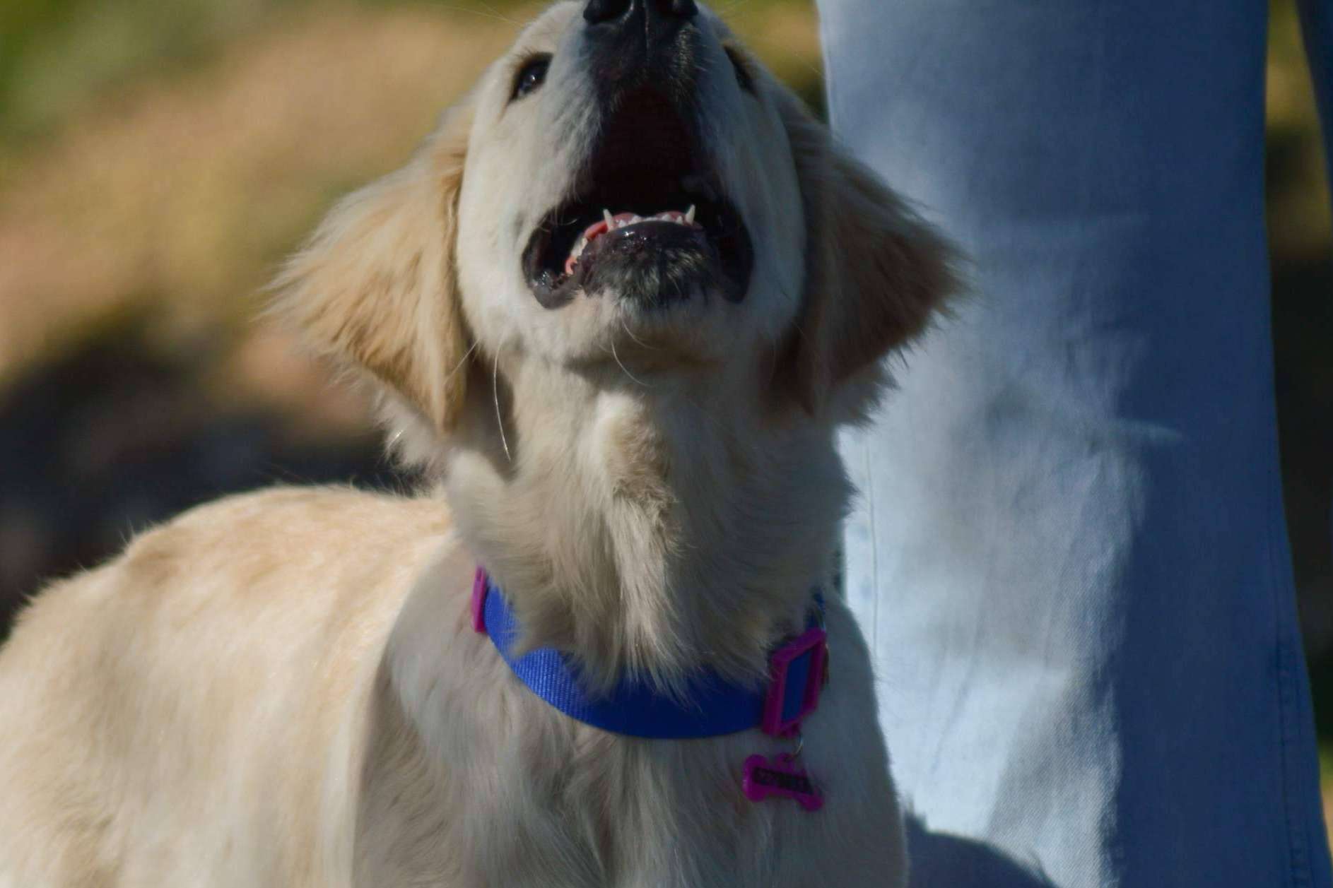 Placas para perros, una solución para la seguridad de las mascotas