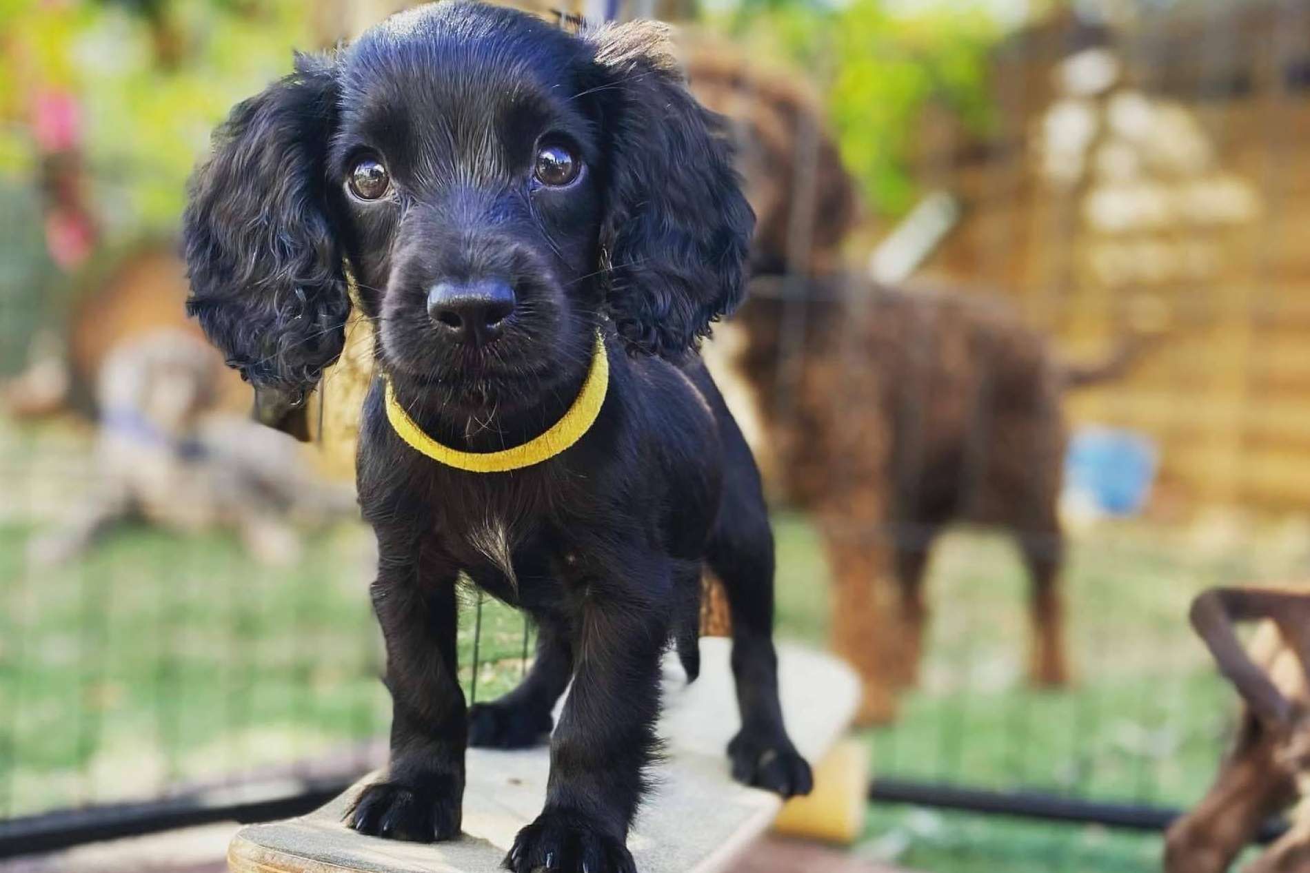 L'Almozara Can Bosc, un club canino en Barcelona especializado en adiestramiento de perros de trabajo