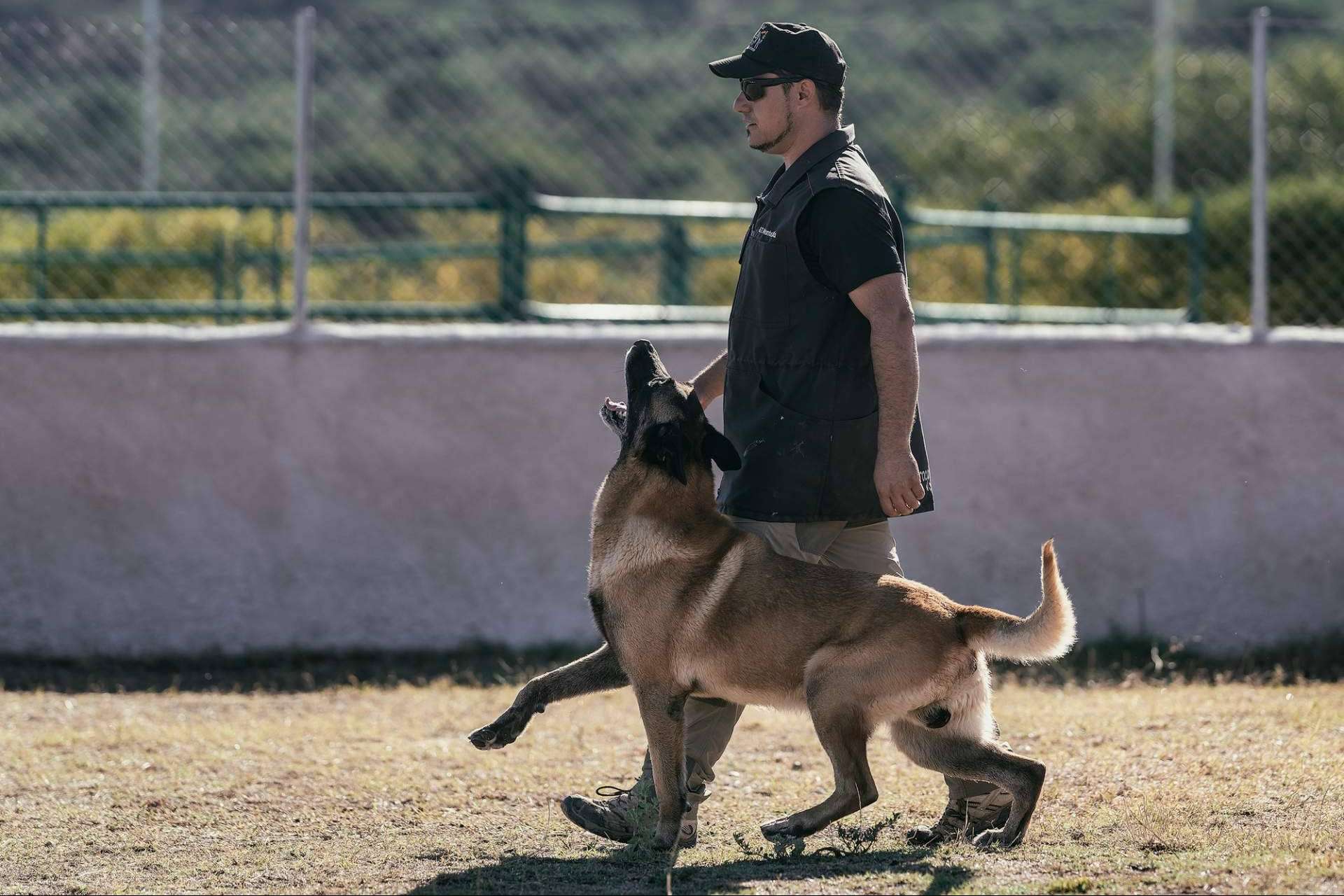 Realizar el Curso de Adiestrador Canino Profesional con la escuela de adiestramiento Monte Ida