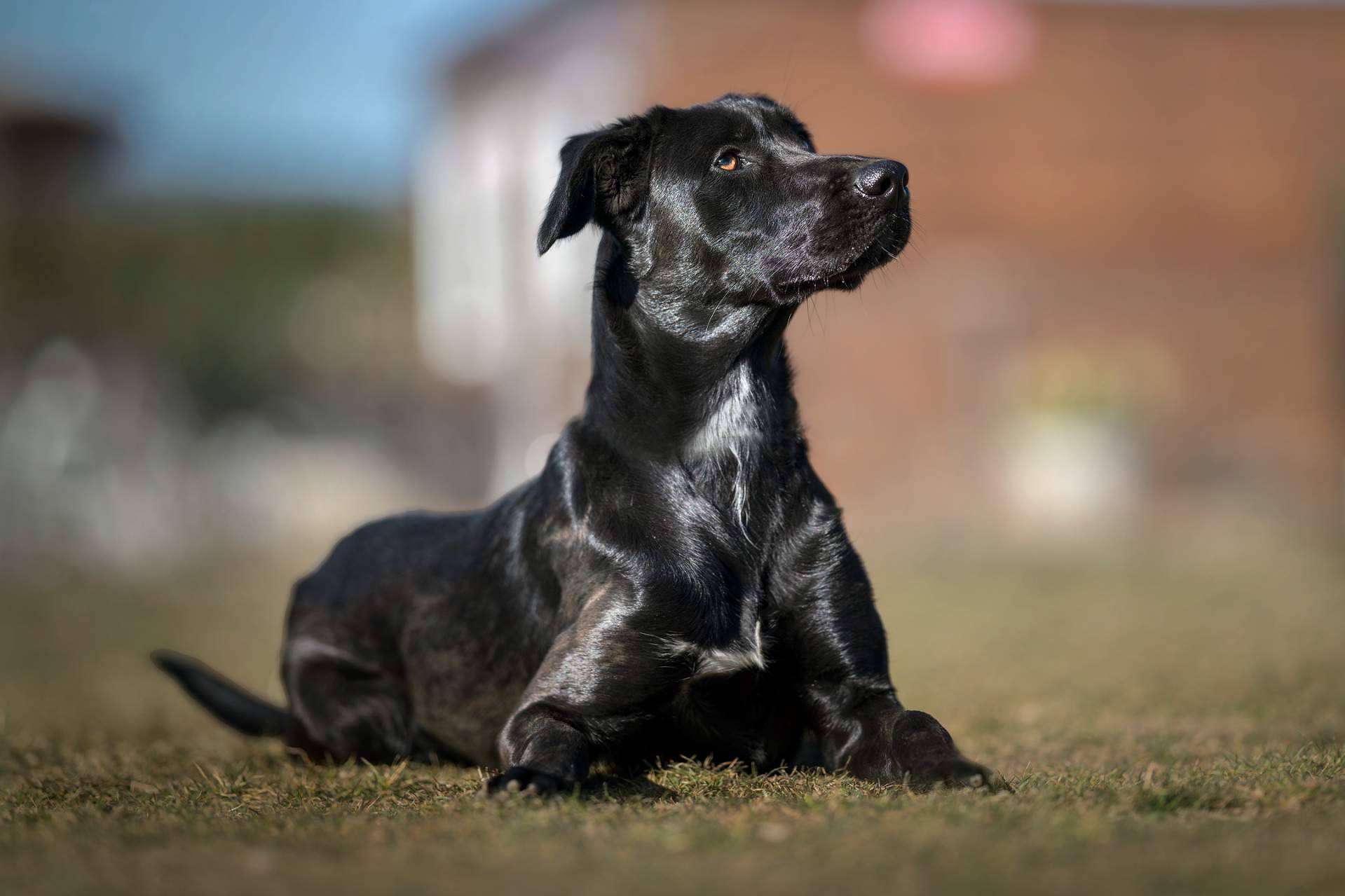 Hotel residencia canina con piscina en Madrid