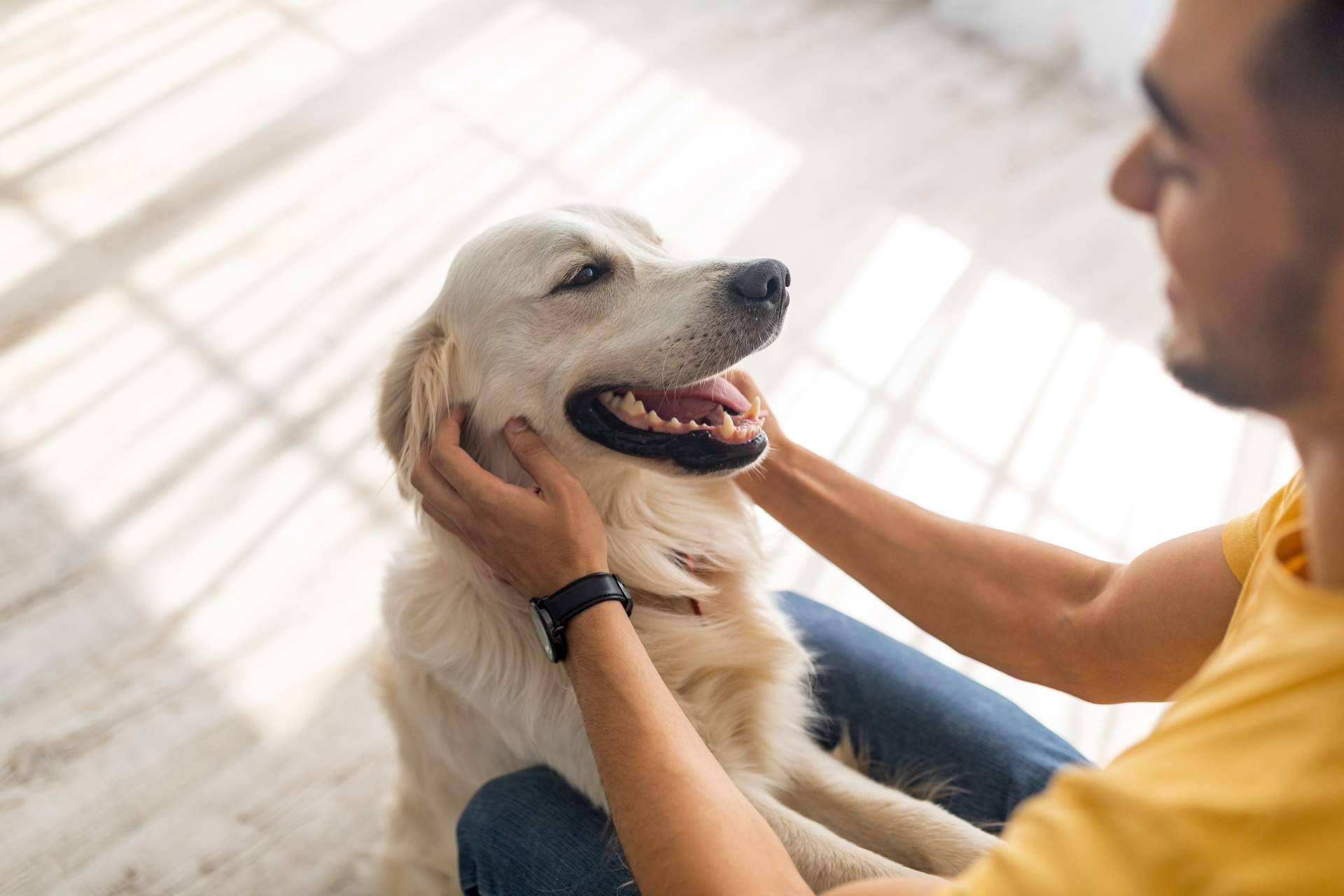 Emprender el camino a la felicidad con las increíbles becas de El Perro Feliz