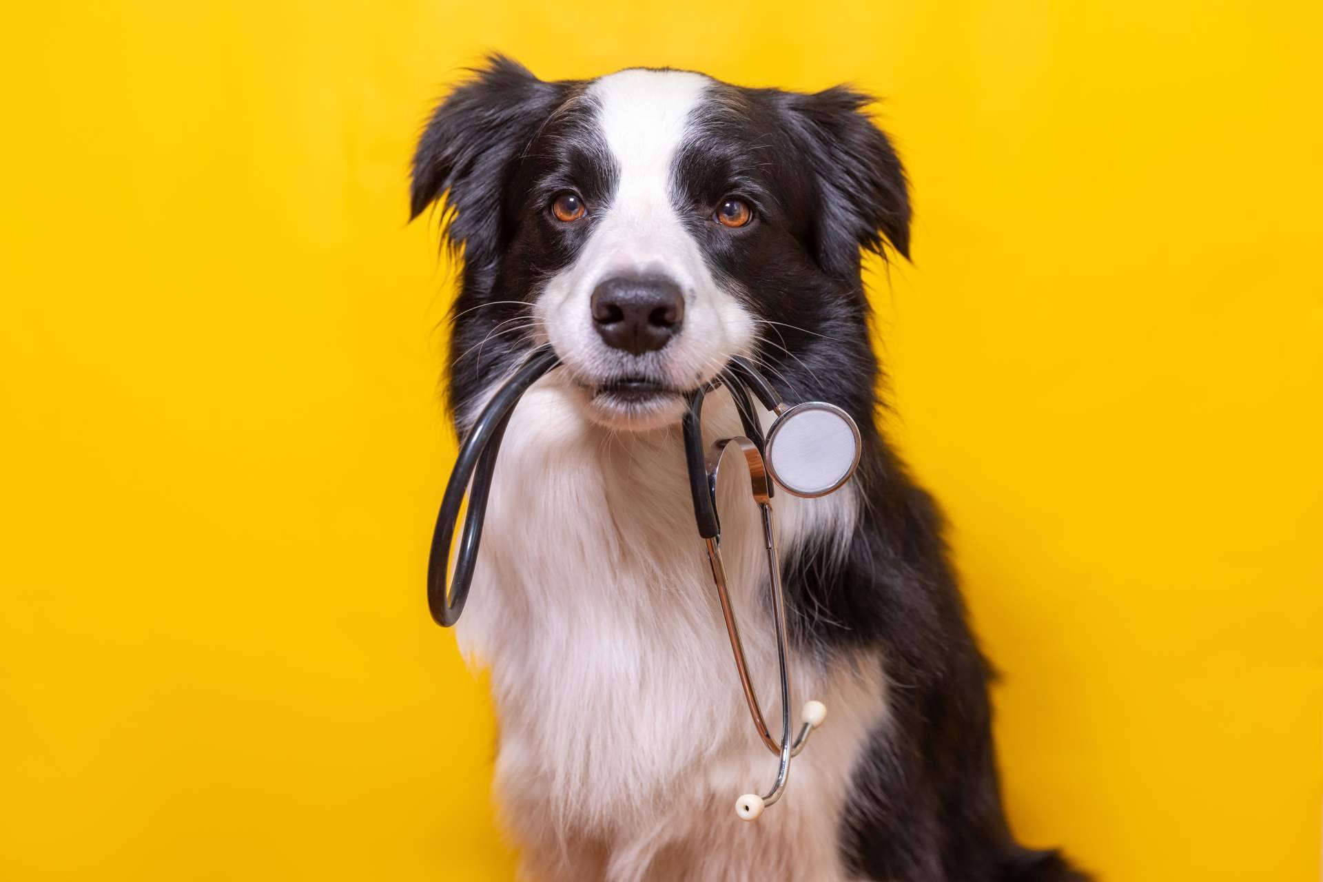 Salud y bienestar animal de la mano de Clínica Veterinaria Leganés Norte