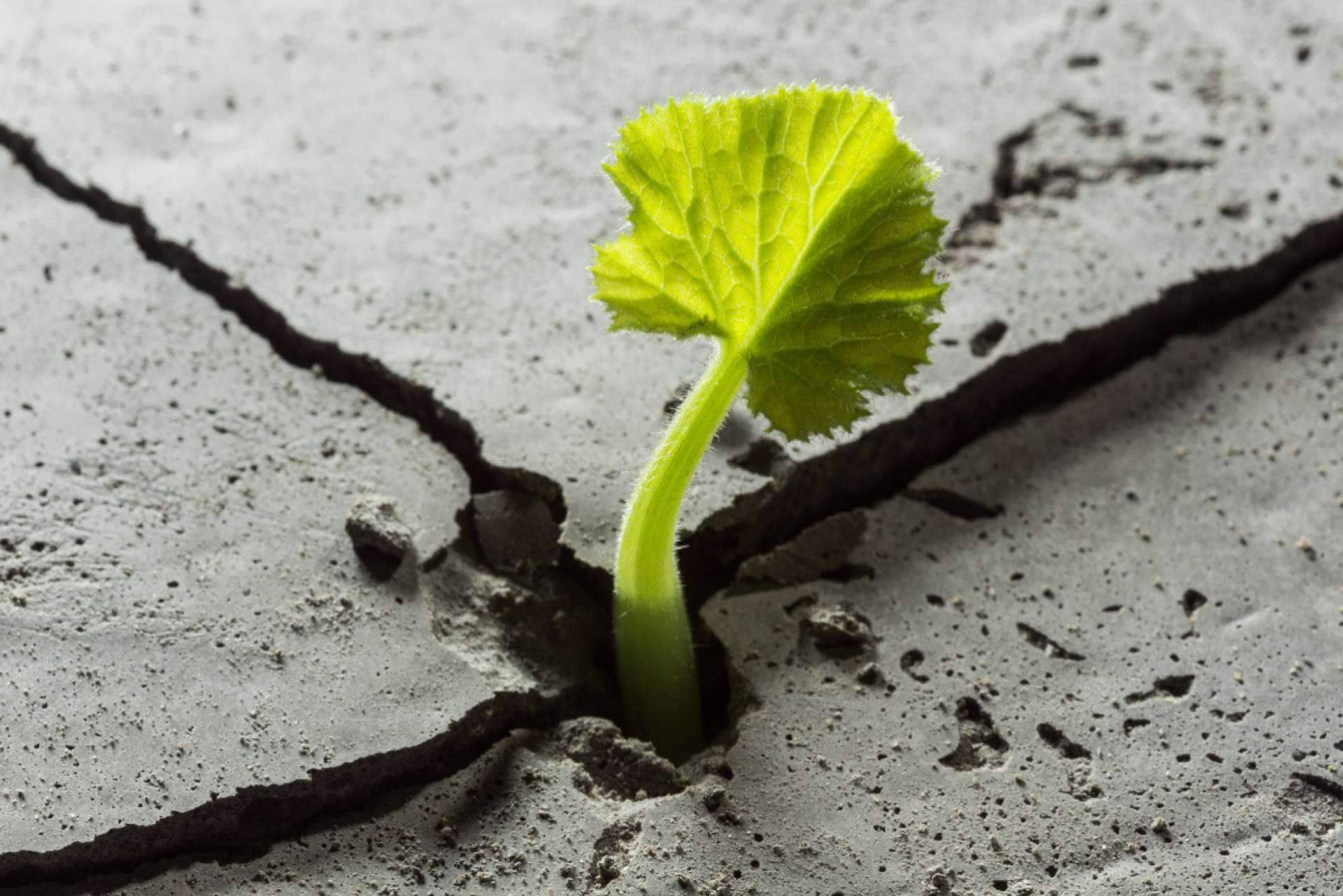 ¿Qué es la resiliencia?, por Sentirme Mejor