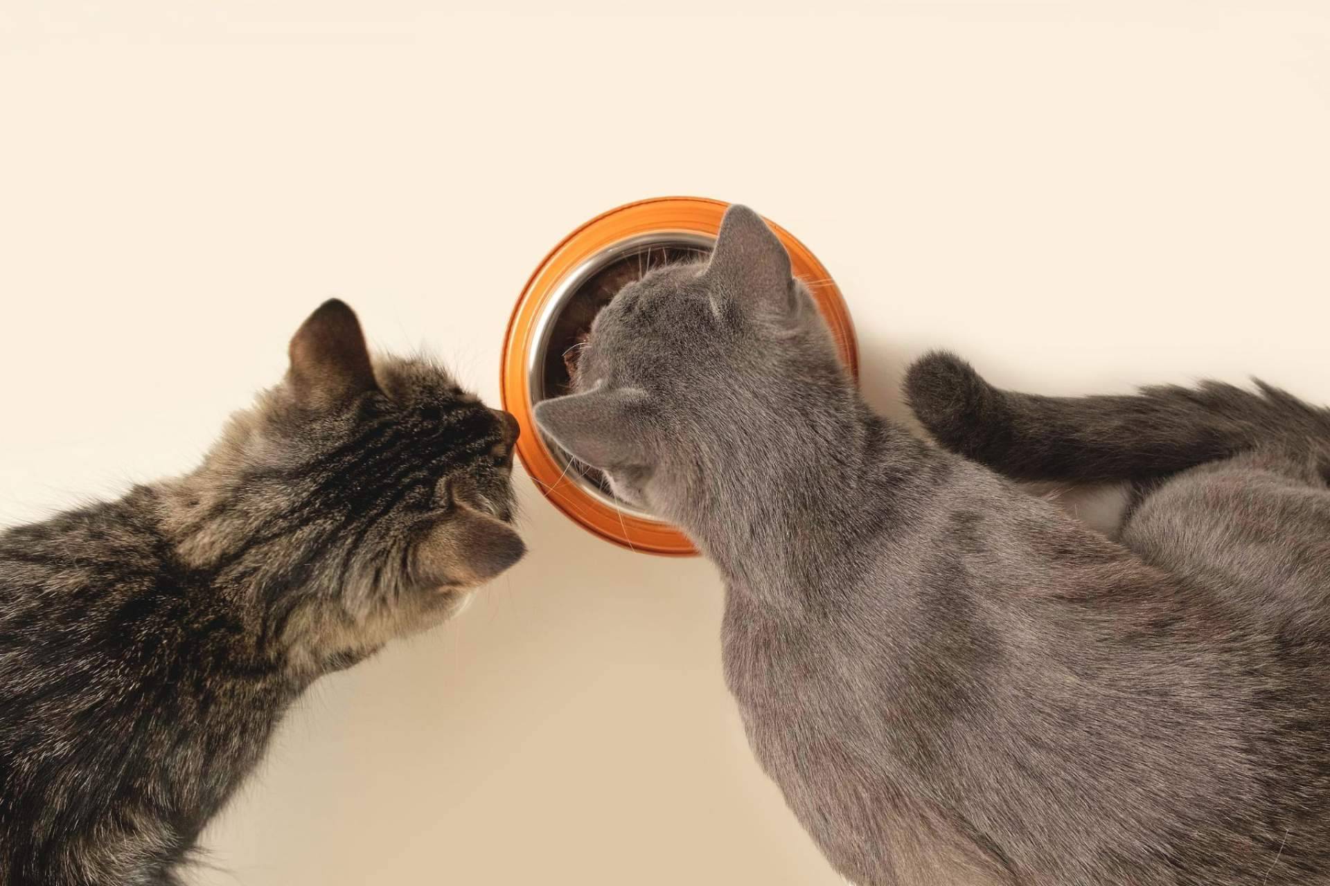 Los beneficios de la receta hipoalergénica de NaturWild Stream Recipe para gatos, formulada para carnívoros estrictos