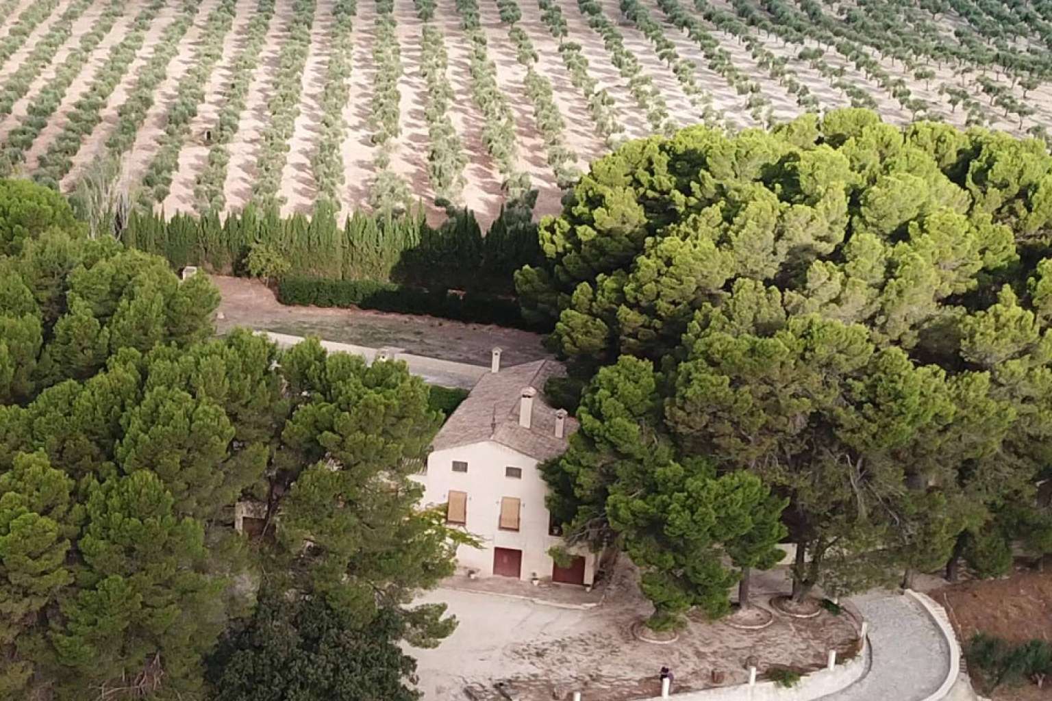 La finca Masía Vilaplana produce aceite de oliva virgen extra