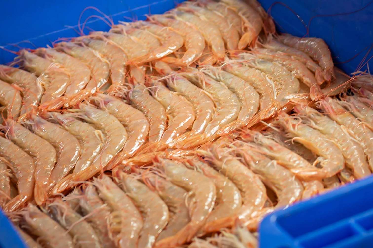 Lonja de Ayamonte se posiciona como un referente en la venta online de marisco en Huelva
