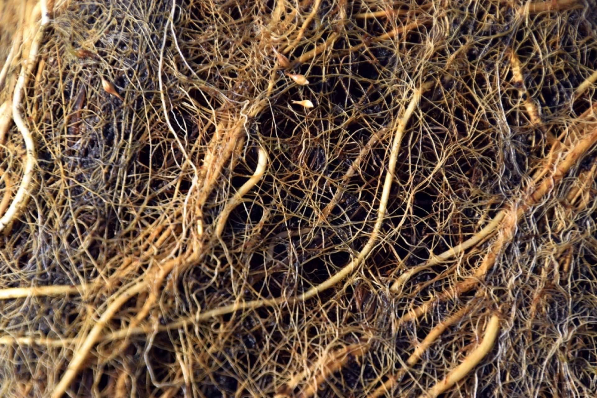 El estimulador de raíces desarrollado por Upper Nutrients, Metaroots