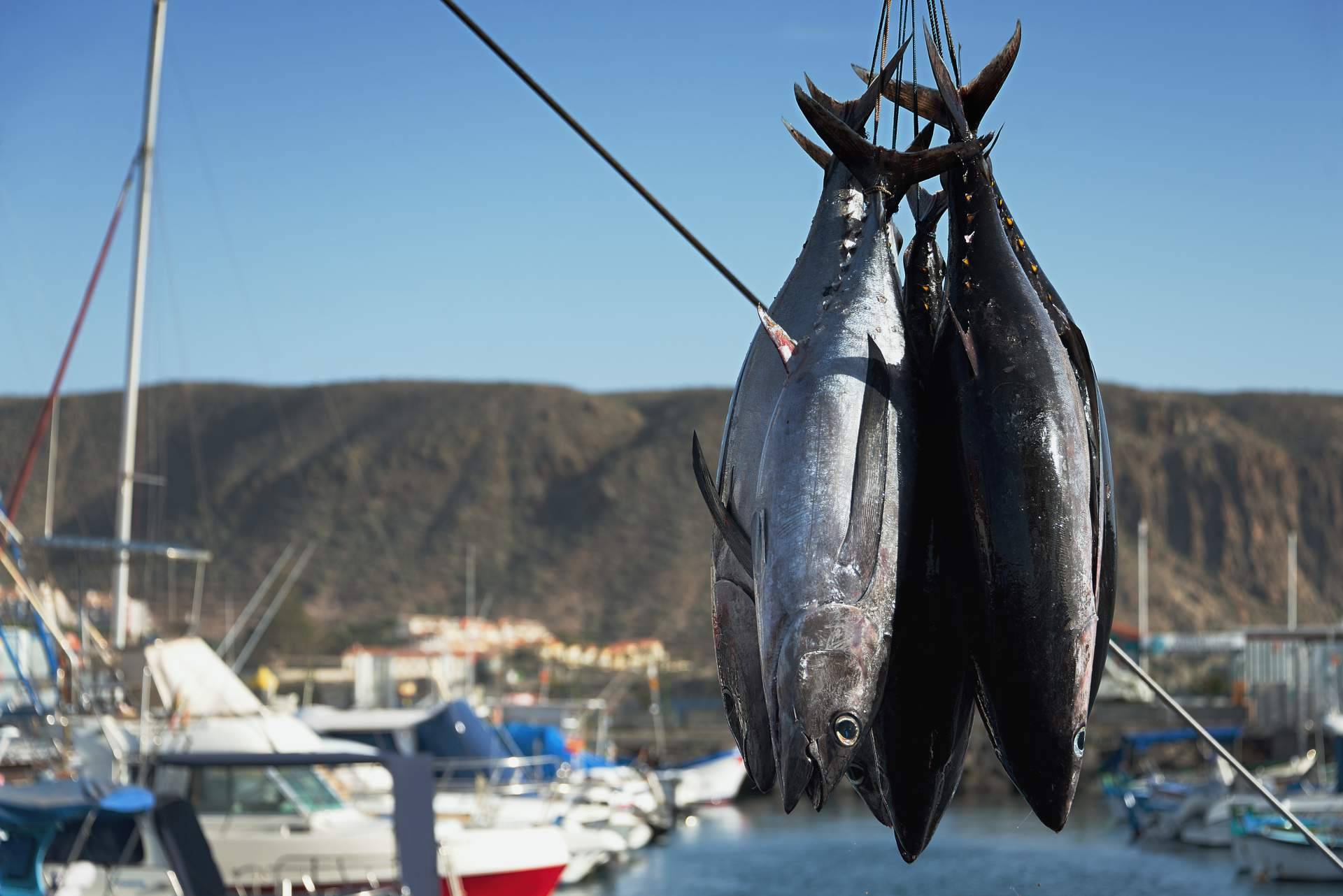 Consejos para la temporada de pesca de atún 2024, por Pescamar
