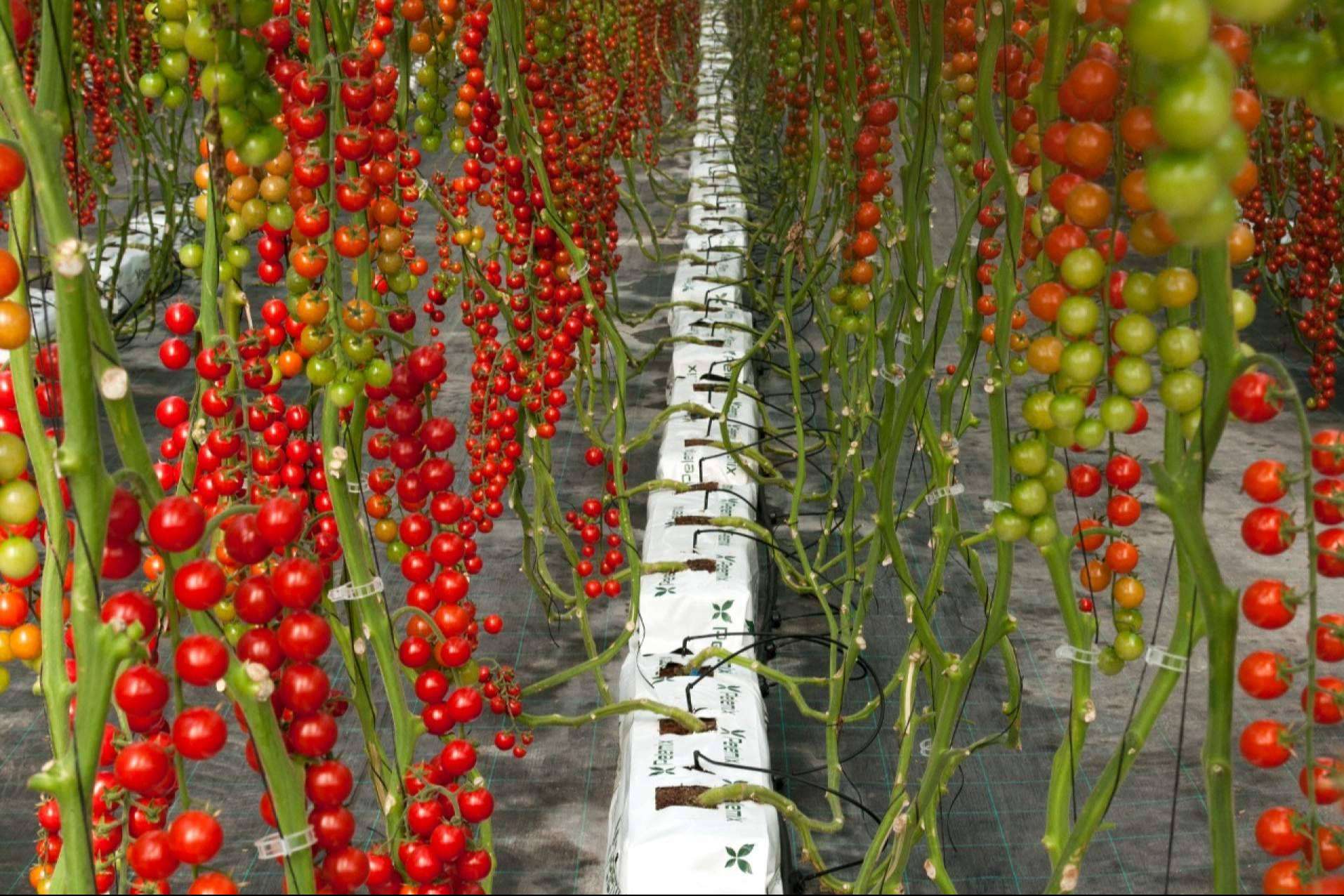 La solución definitiva de Pelemix para los productores comerciales de tomates