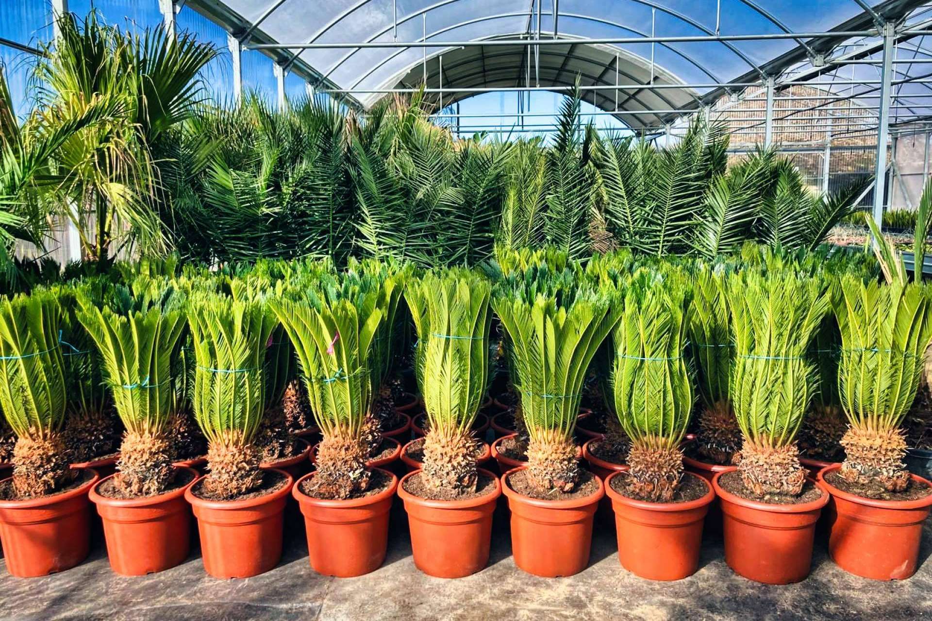 Tropicalia Garden, el vivero especializado en la venta y cultivo de palmeras