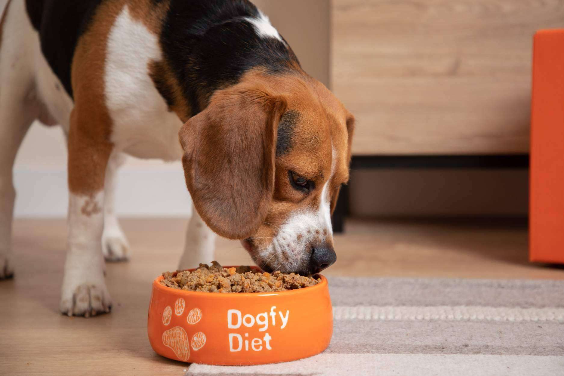 Dogfy Diet, alimentación natural para perros elaborada por expertos