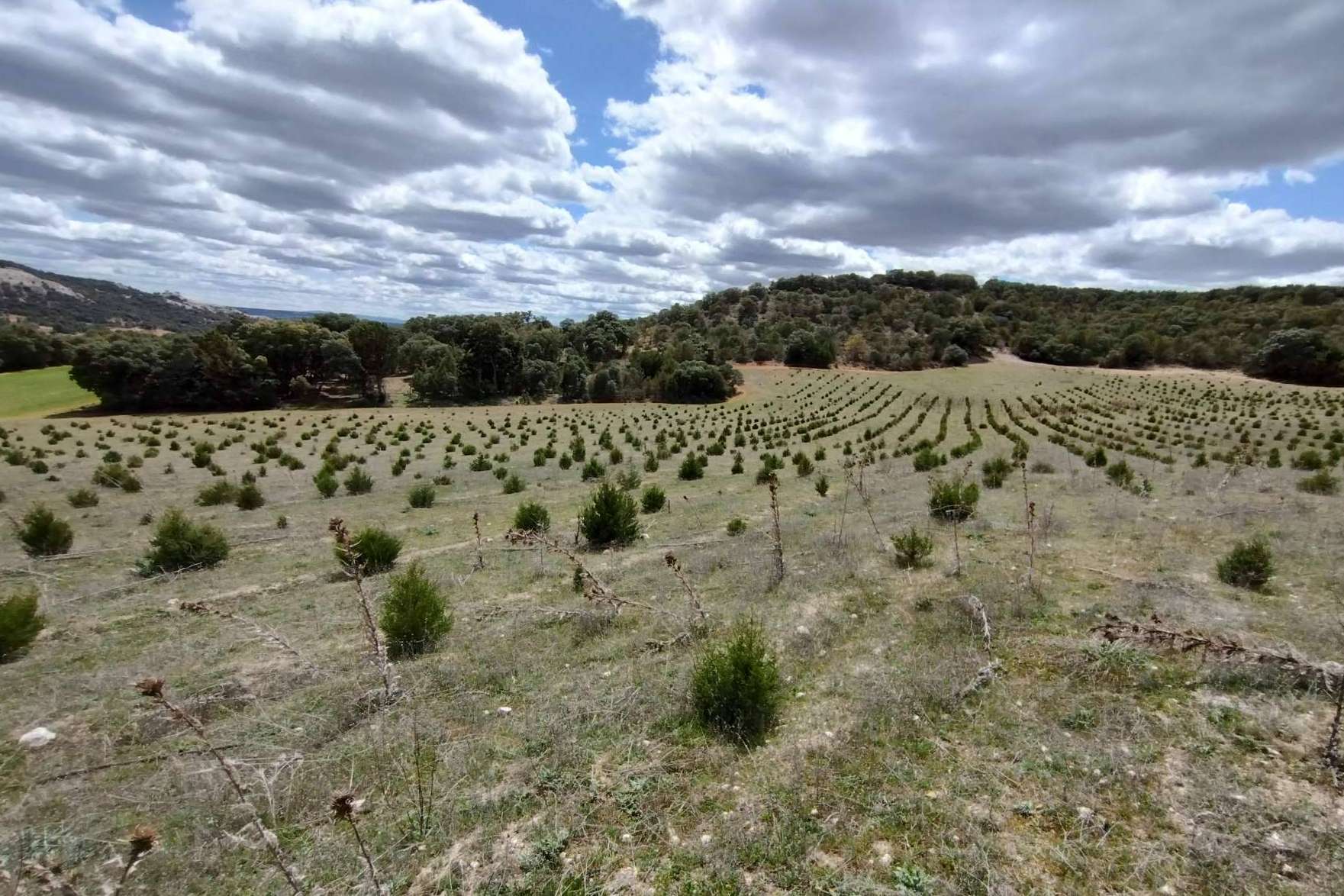 Gran demanda de las ayudas para producciones forestales de alto valor en Castilla y León