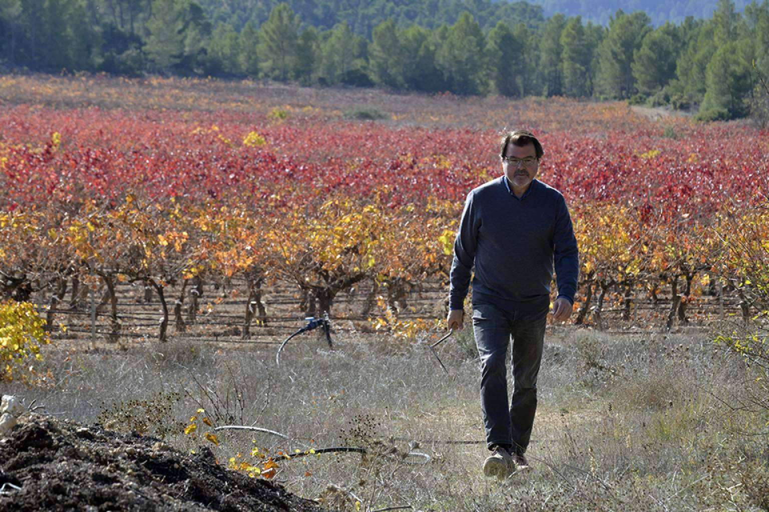 Vinos Vegalfaro, galardonados internacionalmente