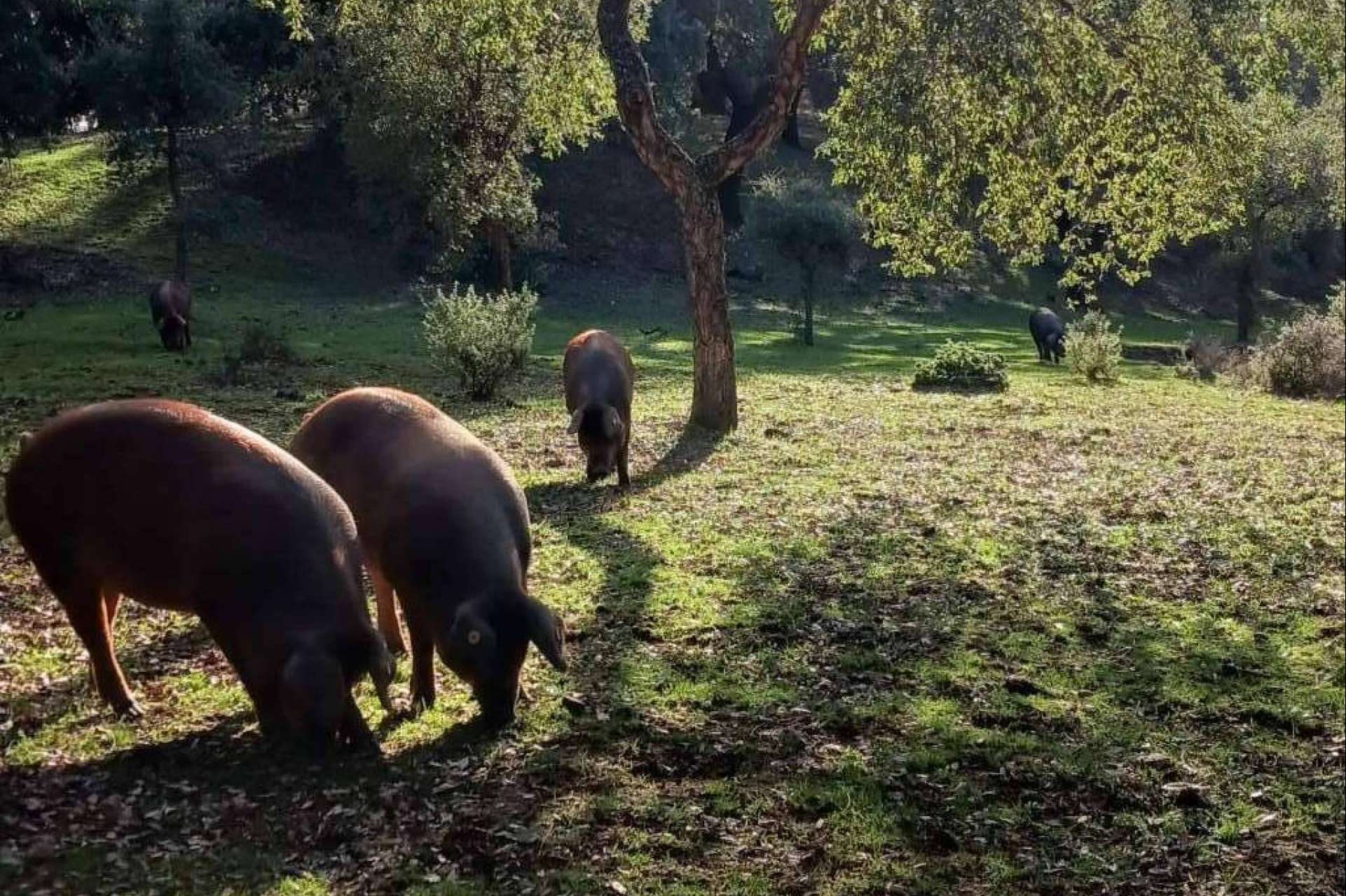 Finca Roncales, una labor basada en su pasión por el cerdo ibérico y el jamón ibérico