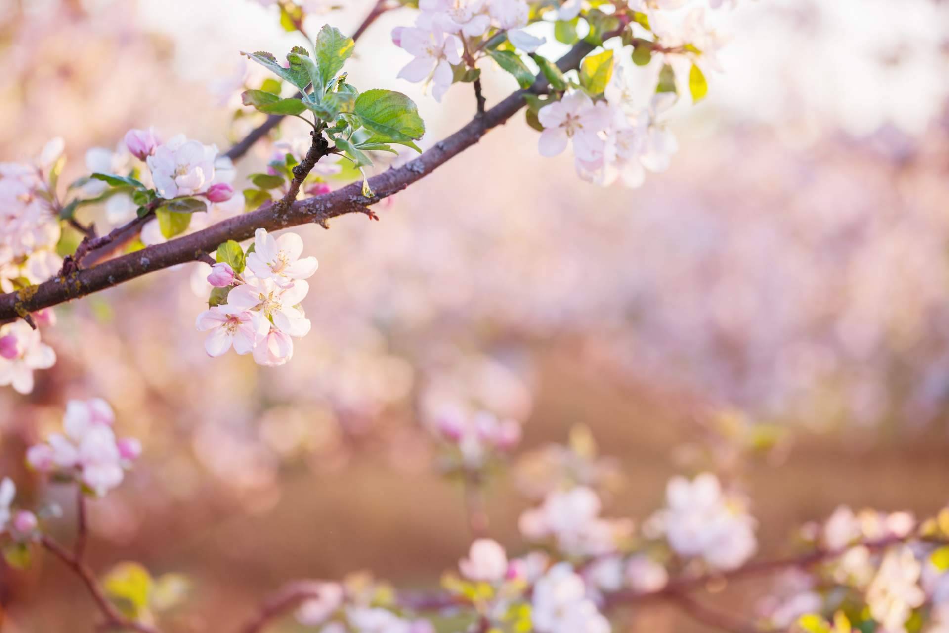 Algunos de los mejores lugares para visitar en coche durante esta primavera, por Eginer
