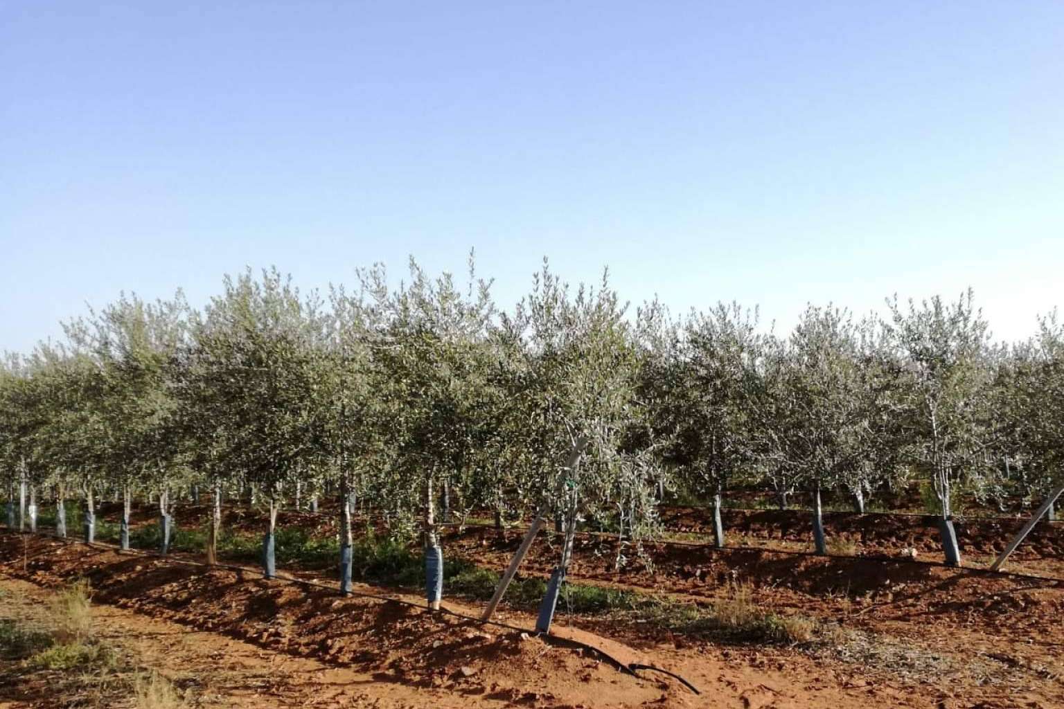 ¿Es rentable modernizar un olivar tradicional con tecnología mecanizada de plantación en seto?