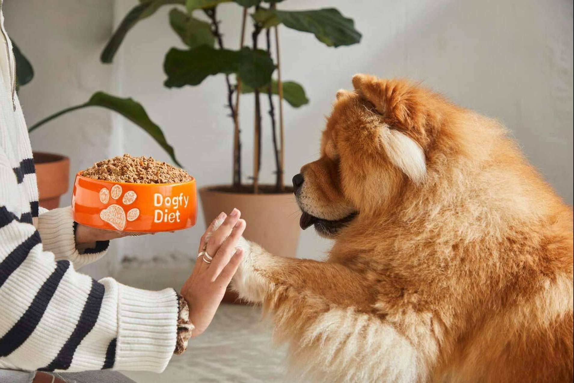 Con una dieta natural es posible prevenir la obesidad en perros