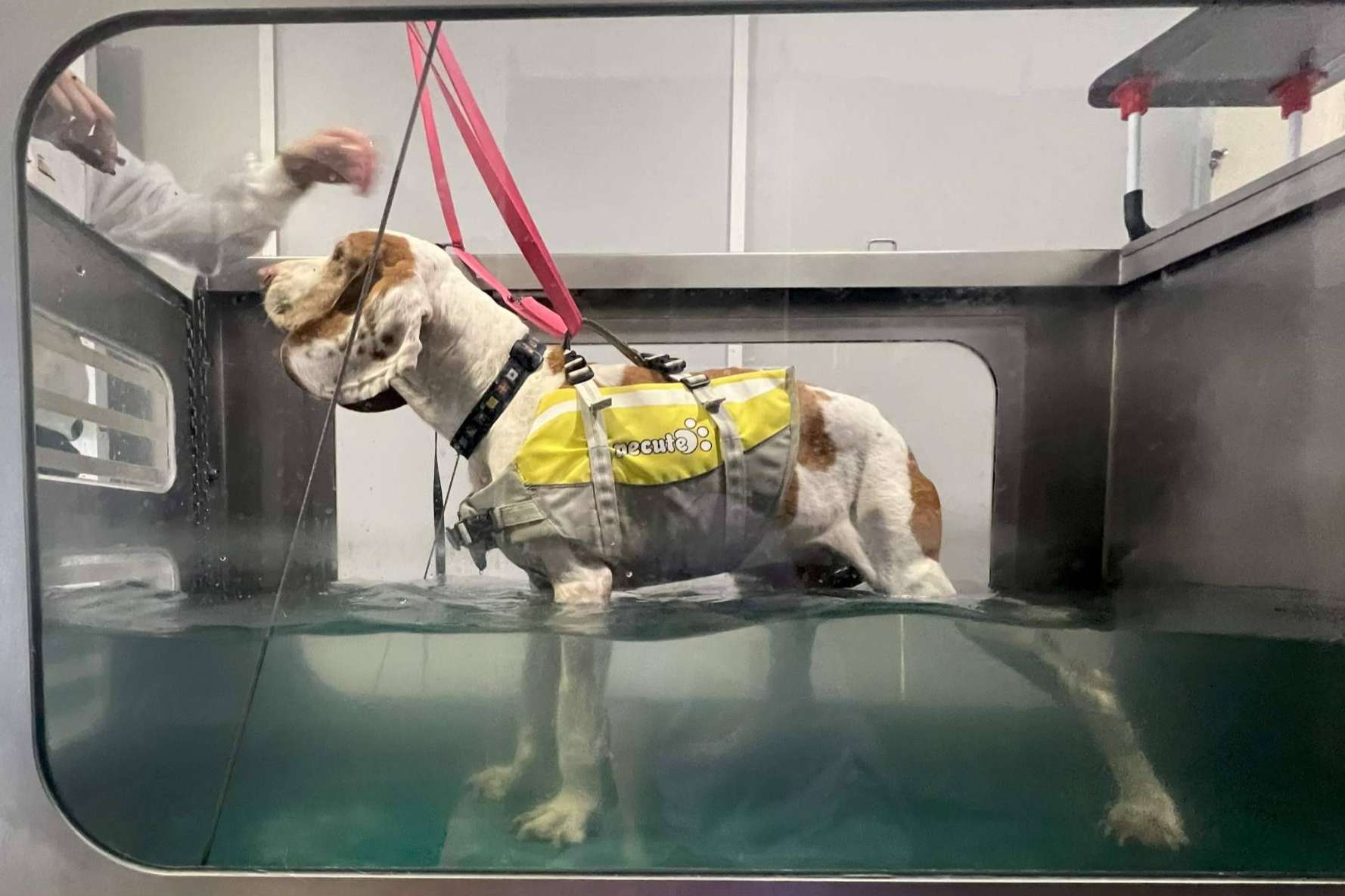Reanimalia ofrece tratamientos de hidroterapia en cinta para lesiones en animales, en la provincia de Cádiz