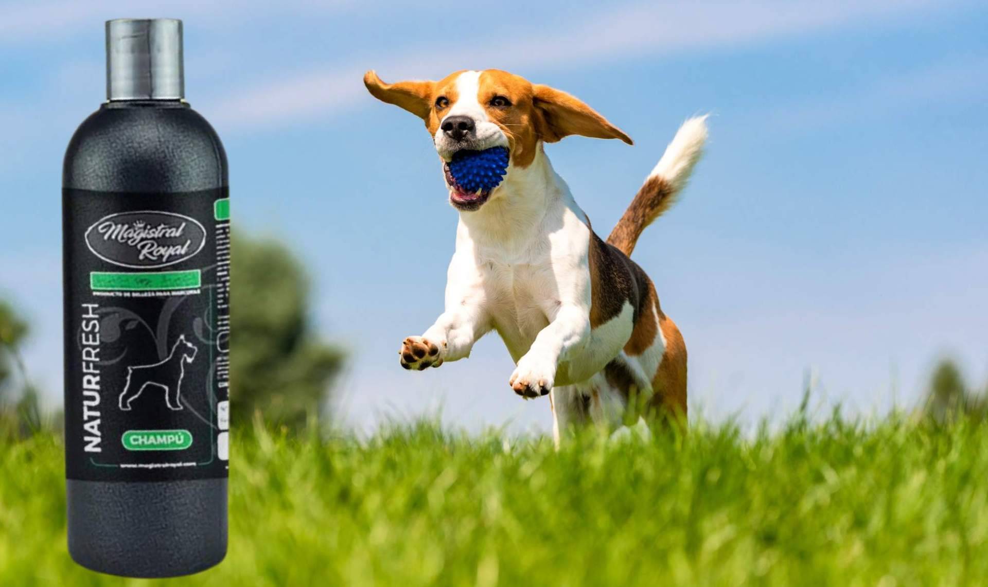 Magistral Royal presenta Natur Fresh; el champú natural repelente para perros y gatos