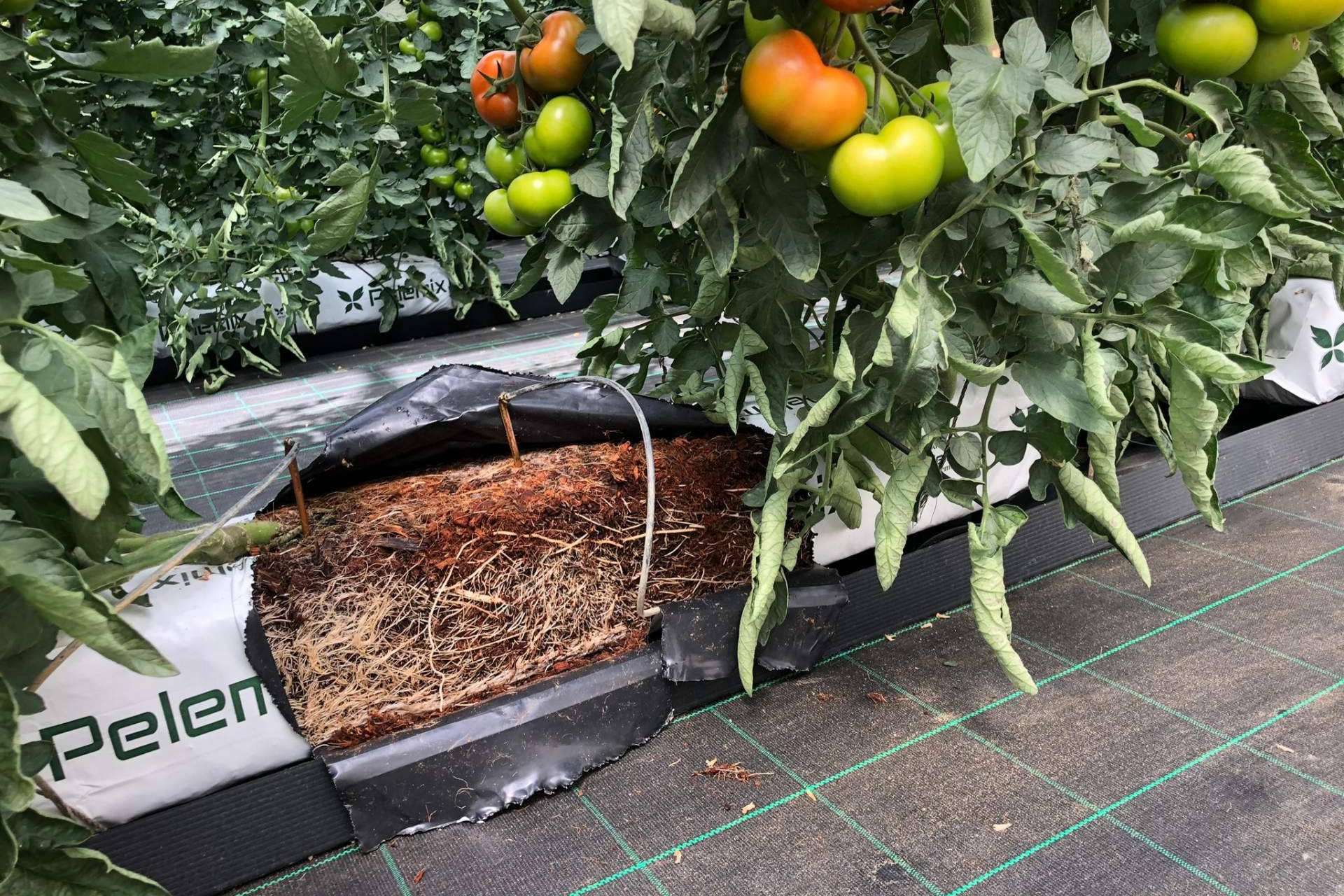 La revolución sostenible con las bolsas de cultivo de fibra de coco