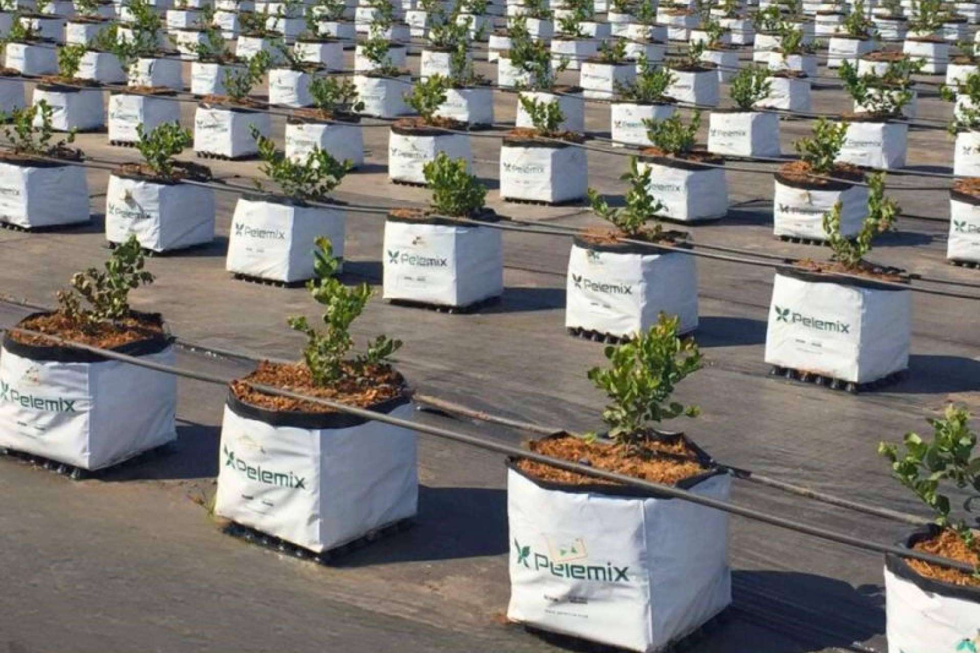 La innovadora fórmula 3B de Pelemix para desarrollar cultivos sostenibles de arándanos