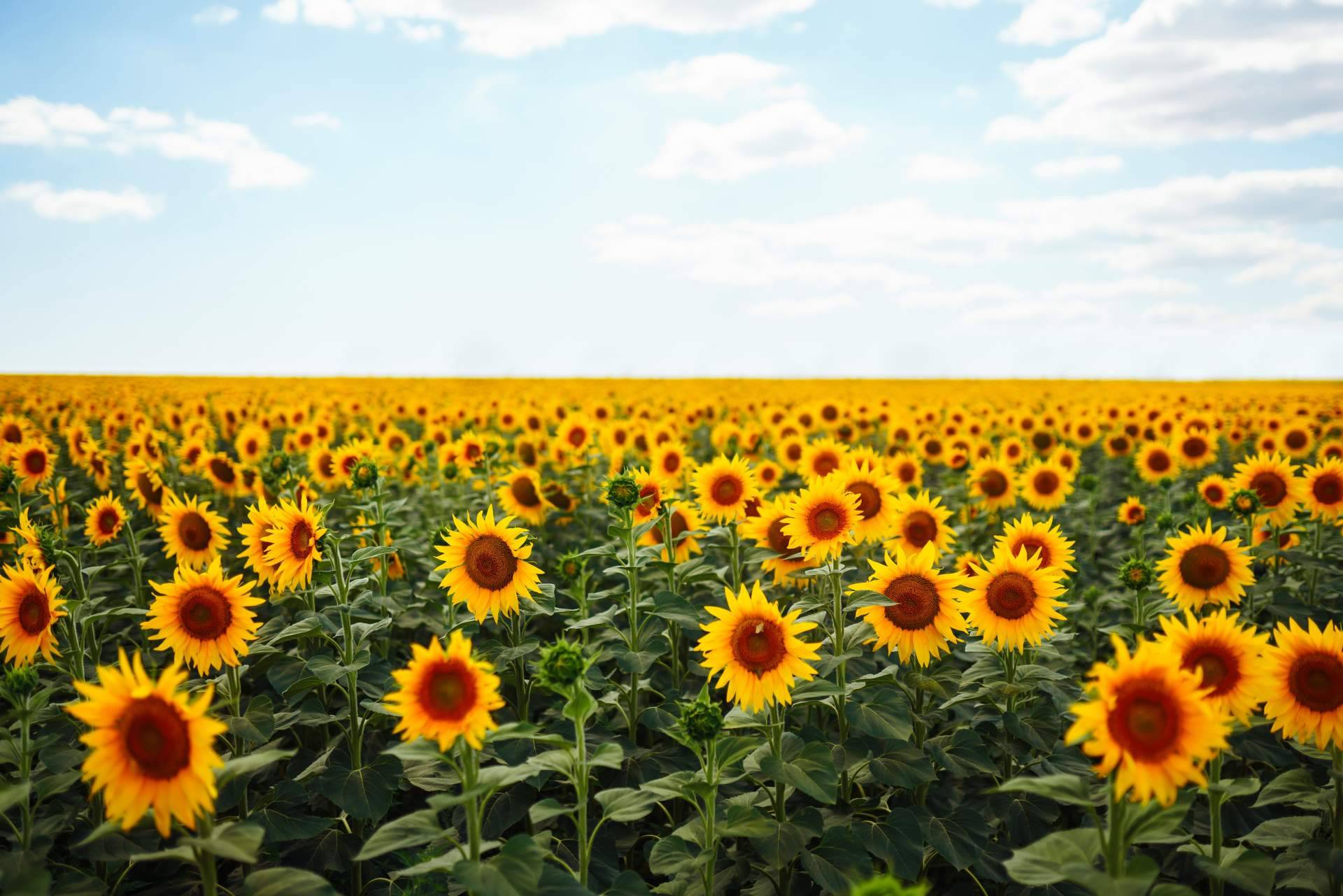 Campos de girasoles en Barcelona respirando naturaleza
