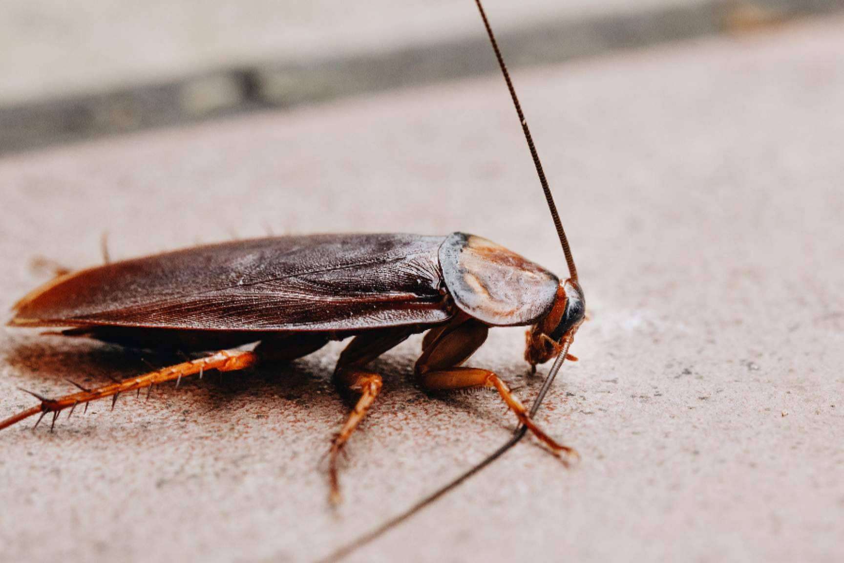 Seviplagas, empresa de plagas Sevilla que se encarga de controlar y erradicar a las cucarachas mutantes