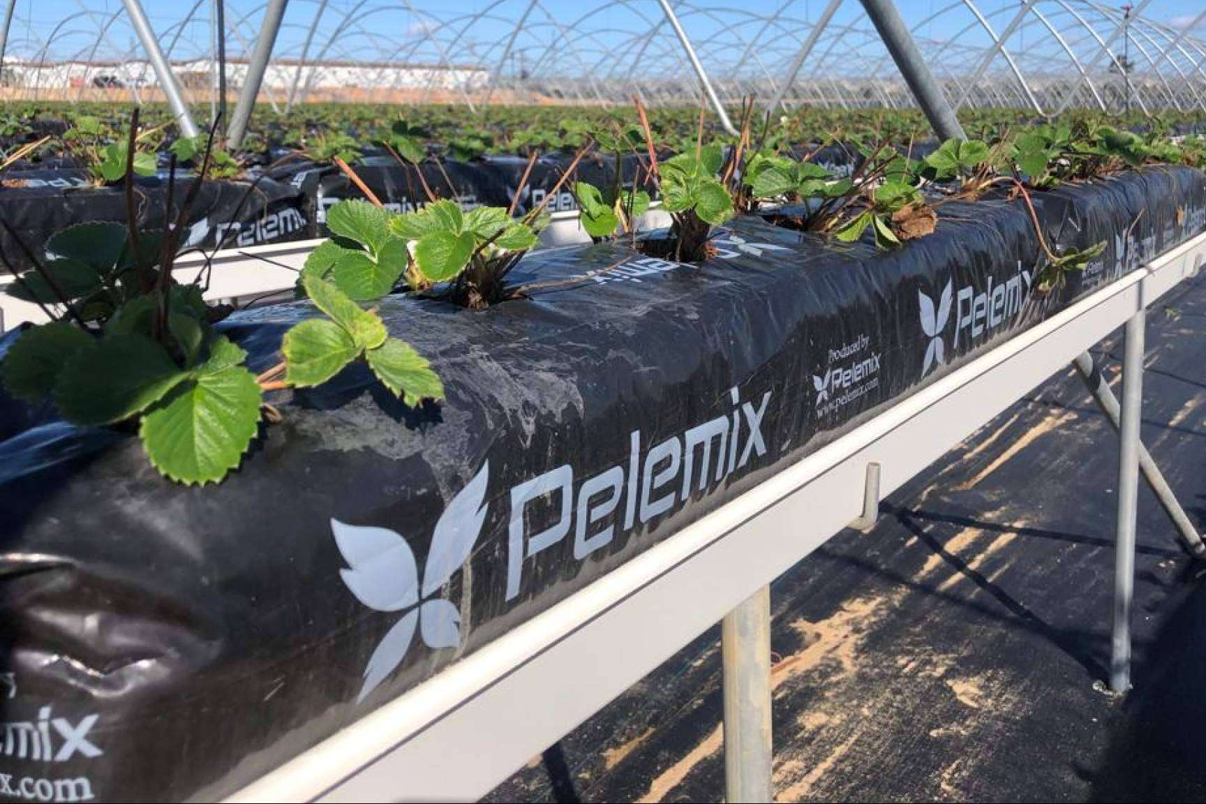 Cultivo de fresas saludables con las bolsas de cultivo de Pelemix