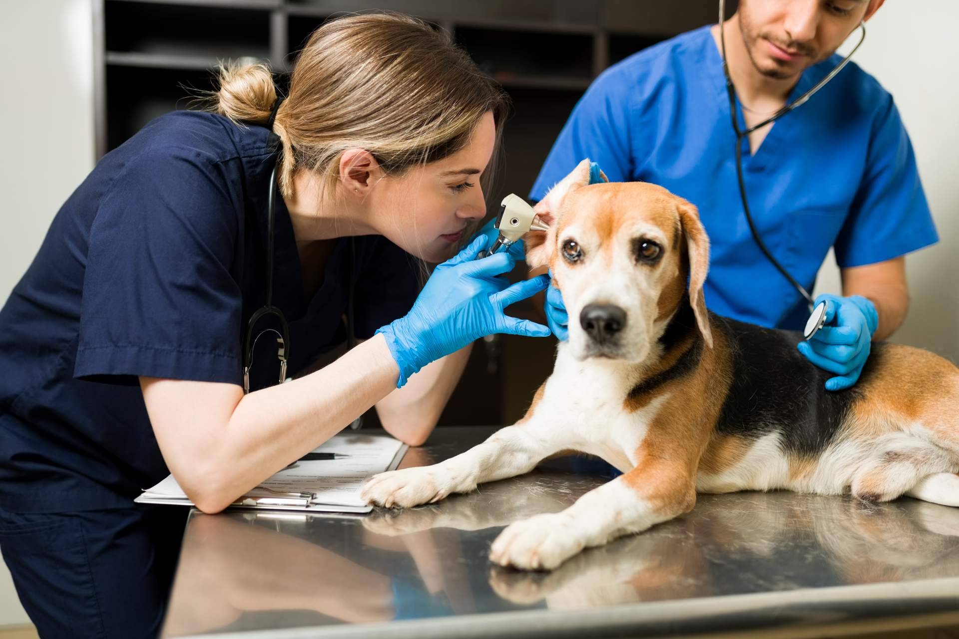 Nuevos centros de Vetformacion para prácticas de auxiliar veterinaria en España, Andorra y Portugal
