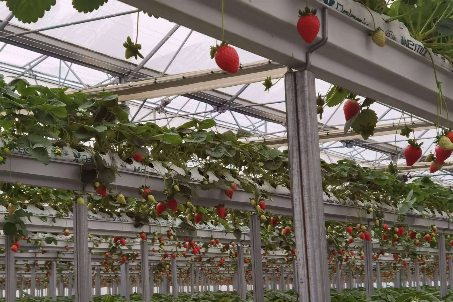 Fibra de Coco de Pelemix, la alternativa eficiente y sostenible en la agricultura