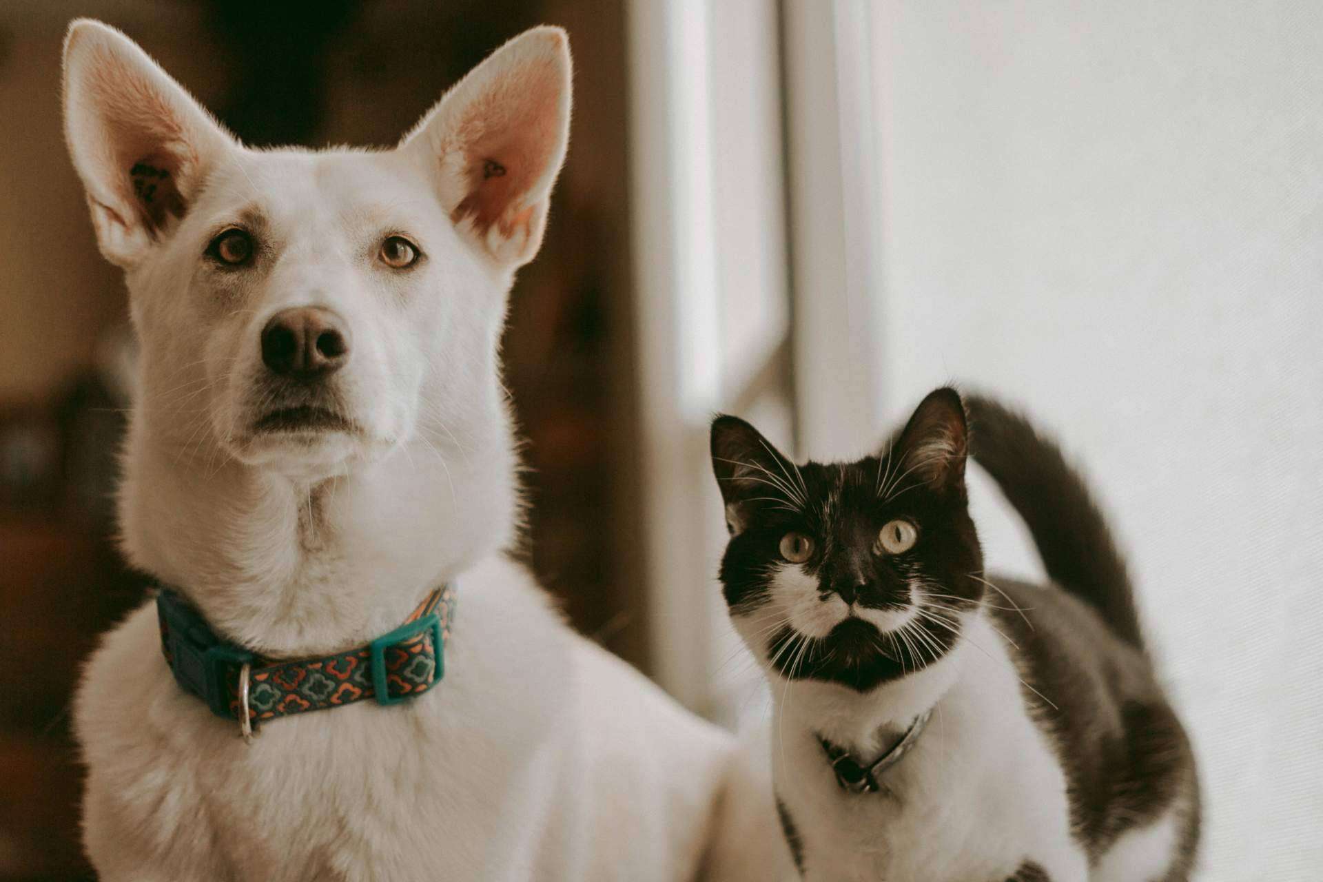 Mascotasadopcion.com ayuda a adoptar mascotas en España