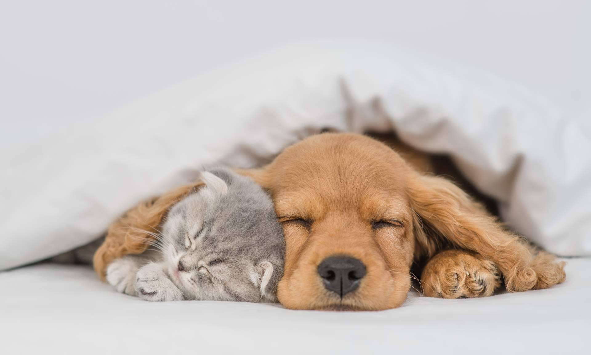 El Plan Starter de Clínica Veterinaria Jeremías es ideal para cachorros y gatos pequeños