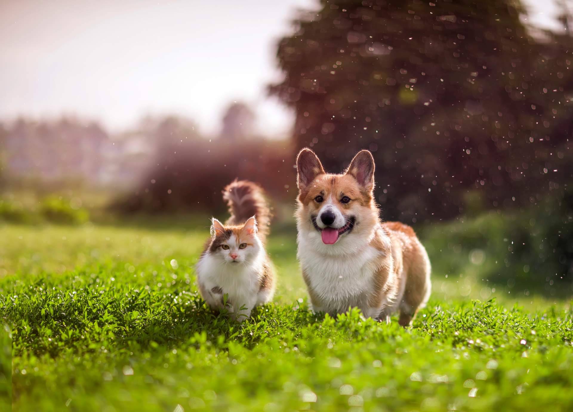 Revolución en la alimentación de mascotas, smoothies y bebidas energéticas para gatos y perros