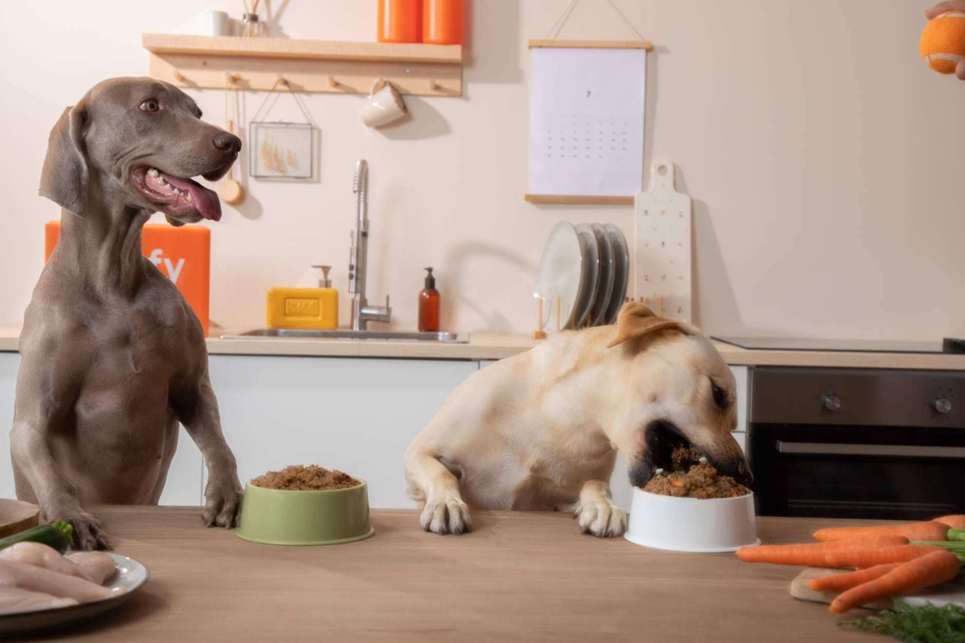 Dogfy Diet; solución personalizada para la nutrición canina