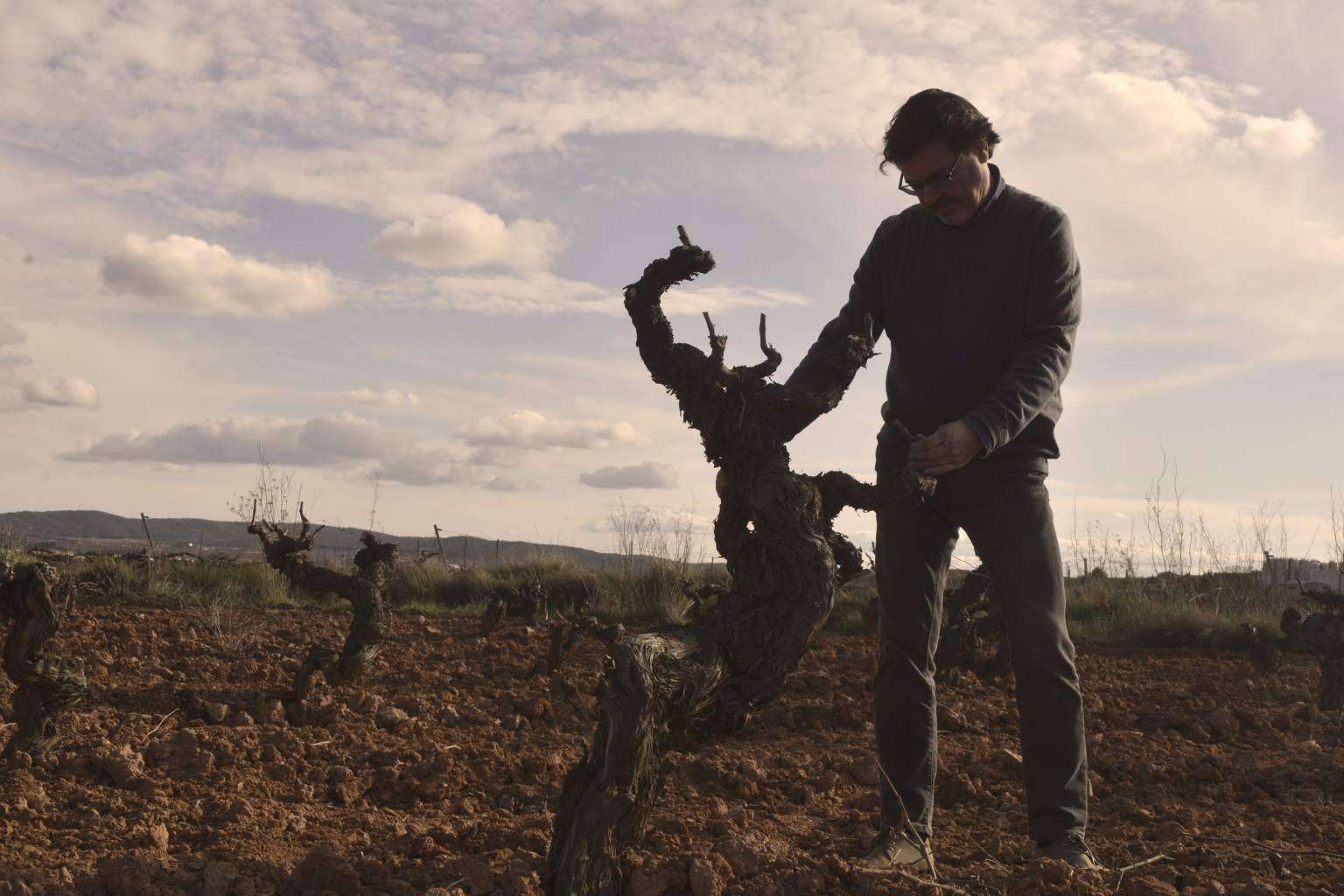 Vinos ecológicos con calidad certificada, de manos de Bodegas Vegalfaro