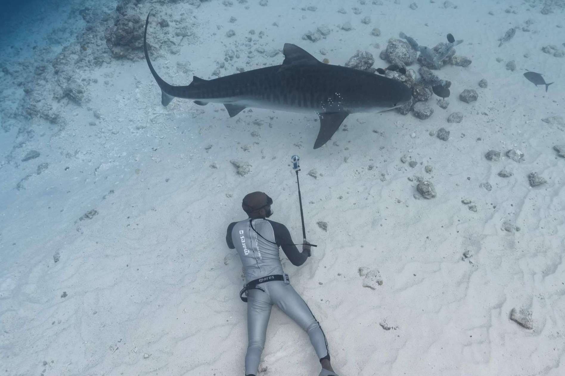 Bucear con tiburones en las Maldivas con Drop Dive Maldives