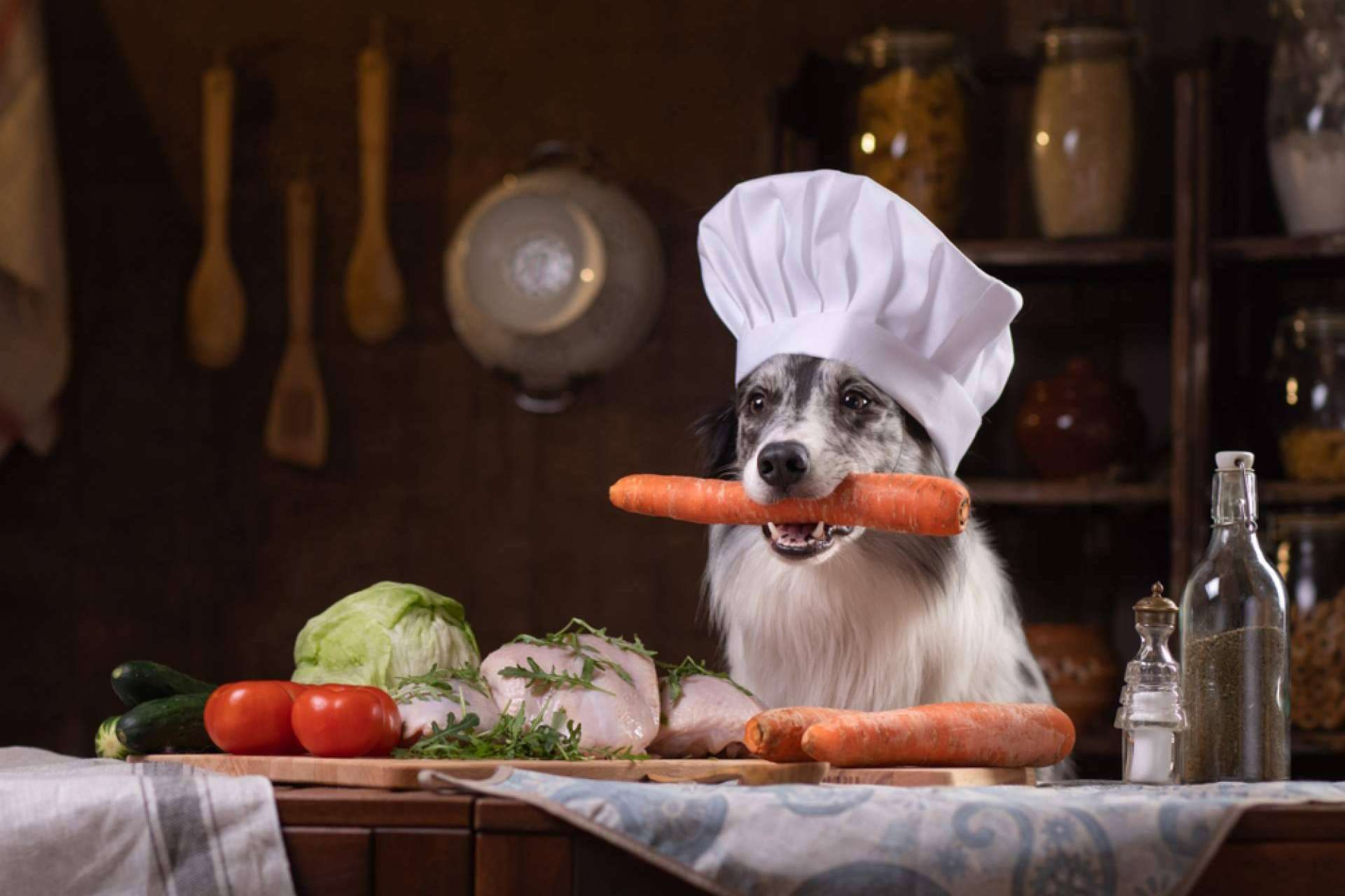 Dogfy Diet, alimentación natural para apoyar a perros con enfermedades crónicas y renales